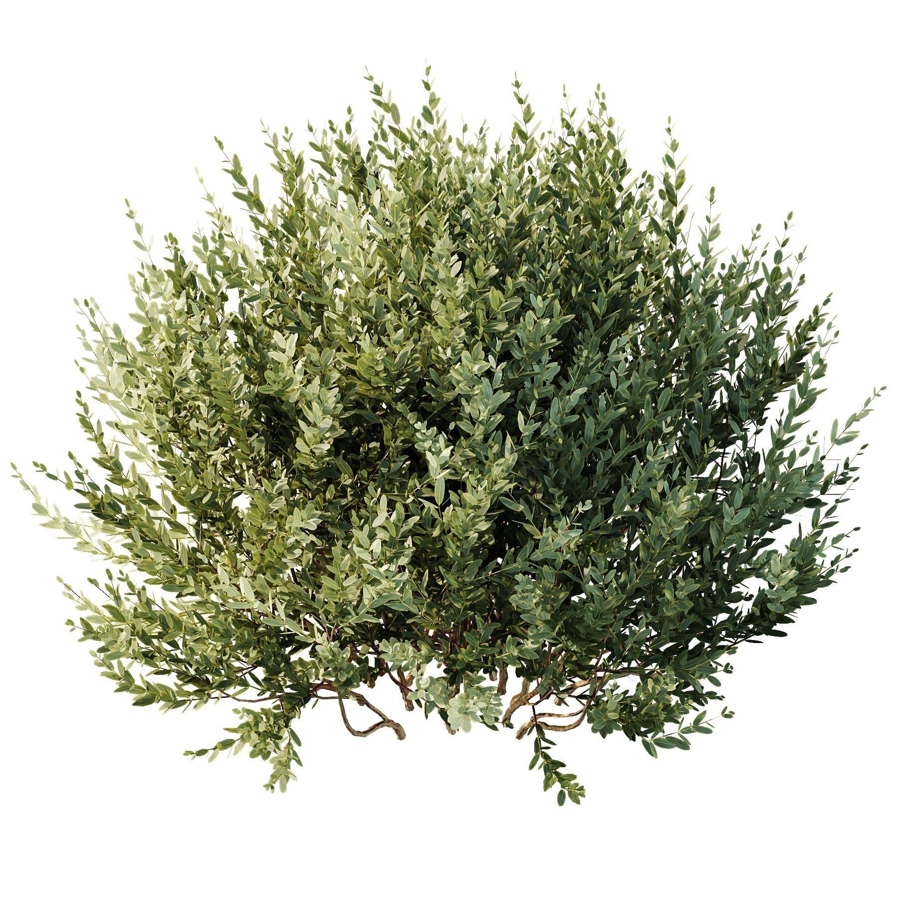 8 different autumn plants 3D model_4