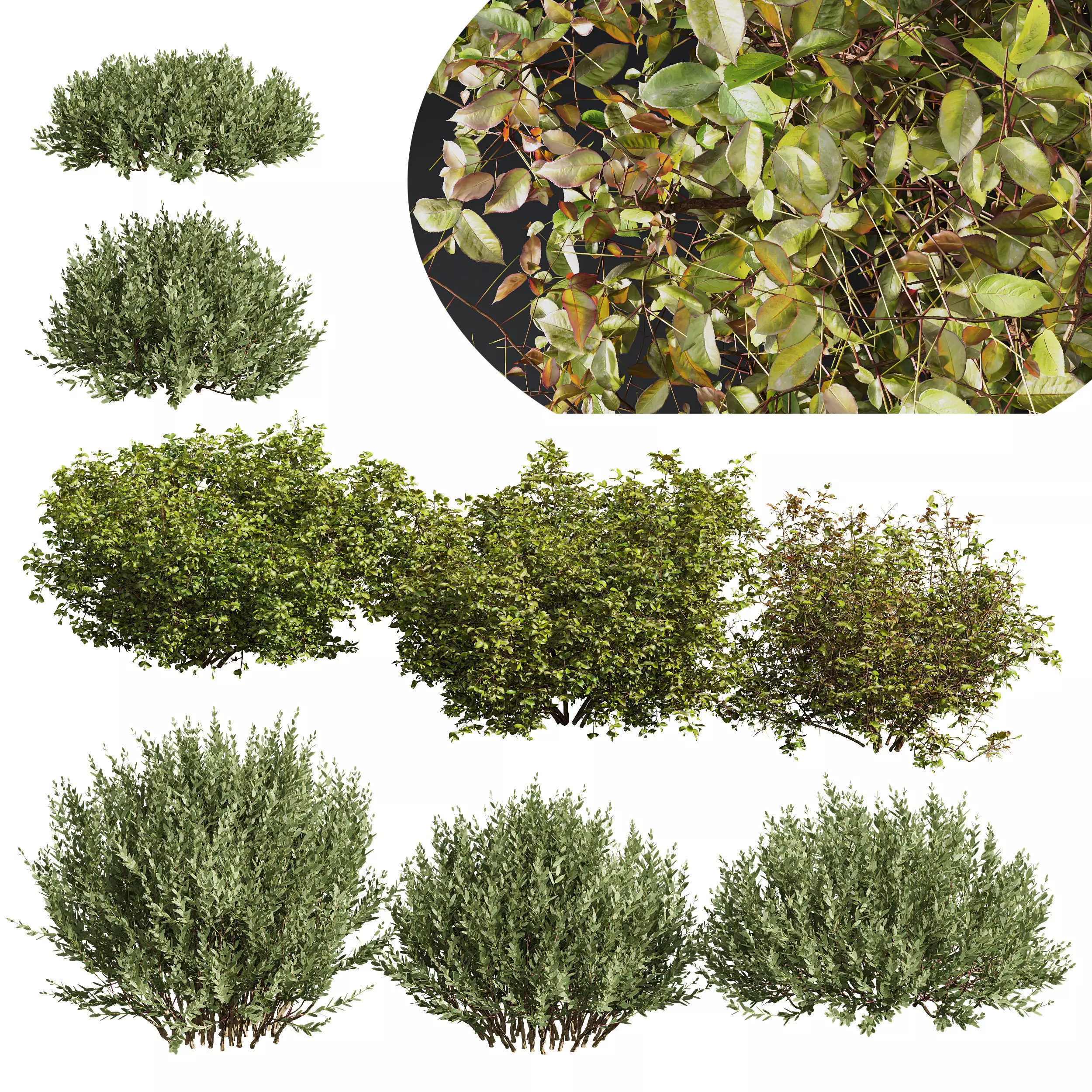 8 different autumn plants 3D model_0