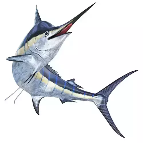 Marlin fish 3D model
