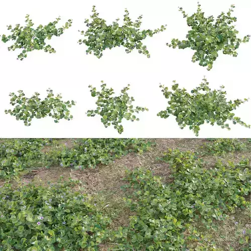 Stemodia verticillata