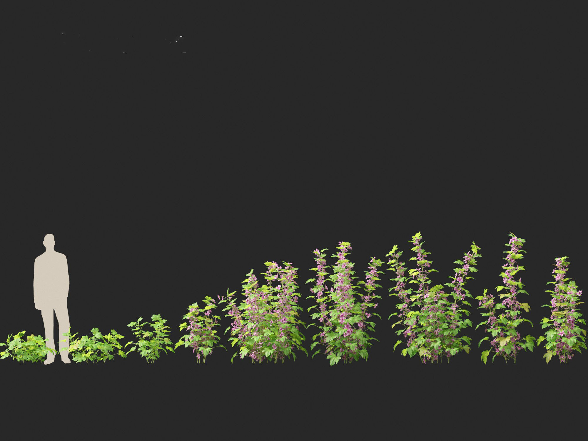 Malva sylvestris - Common mallow 3D model_5