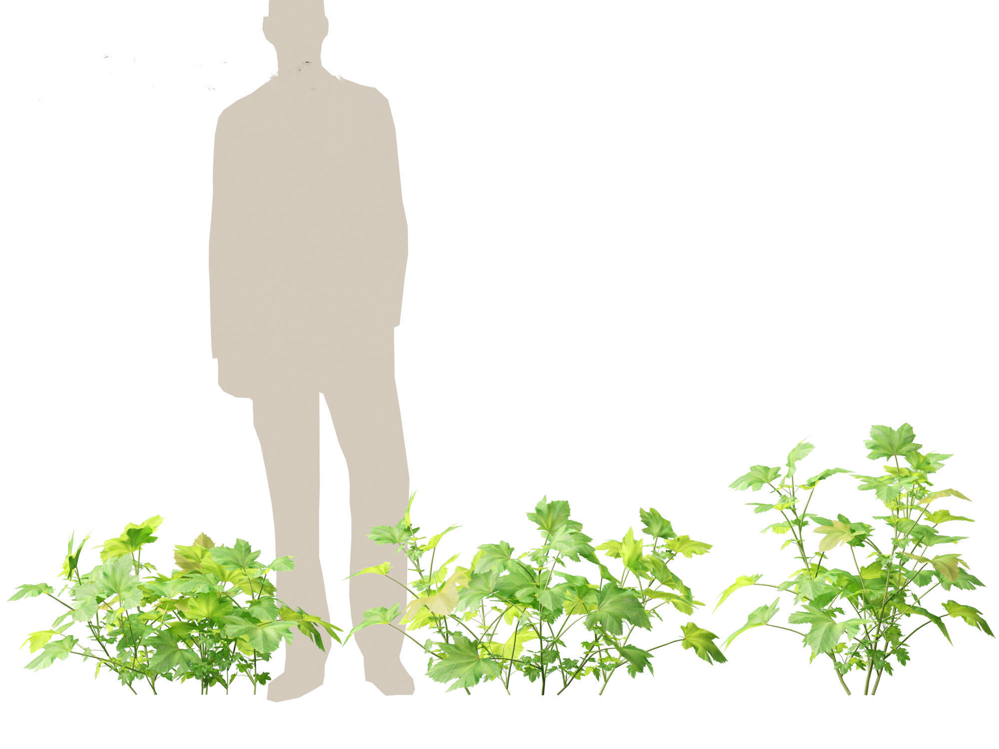 Malva sylvestris - Common mallow 3D model_6