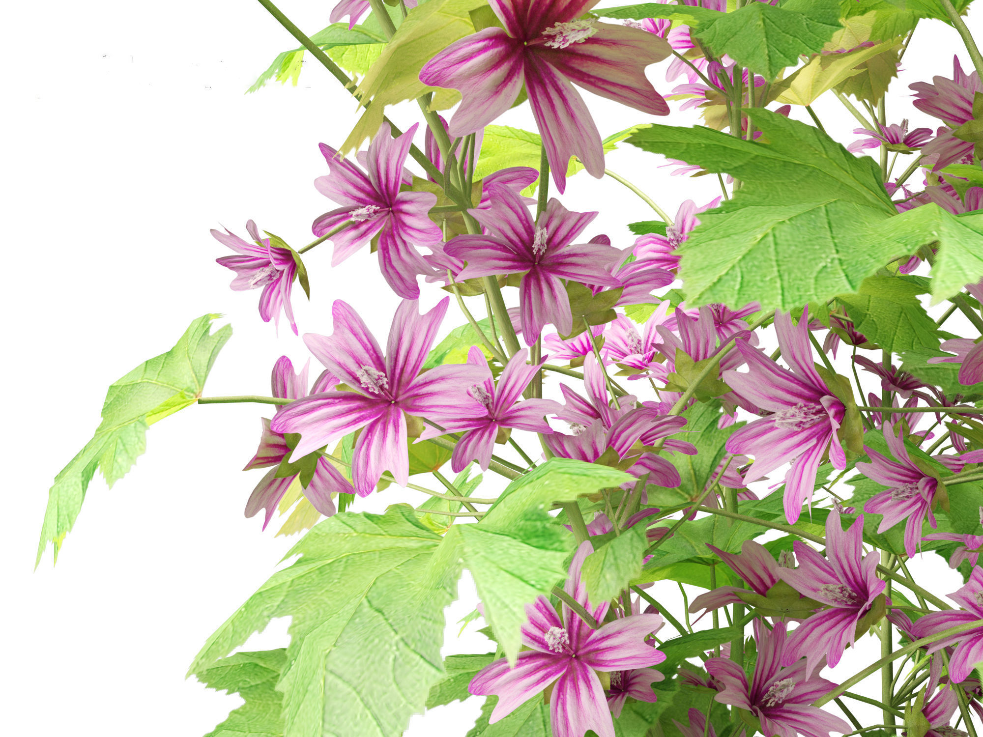 Malva sylvestris - Common mallow 3D model_3