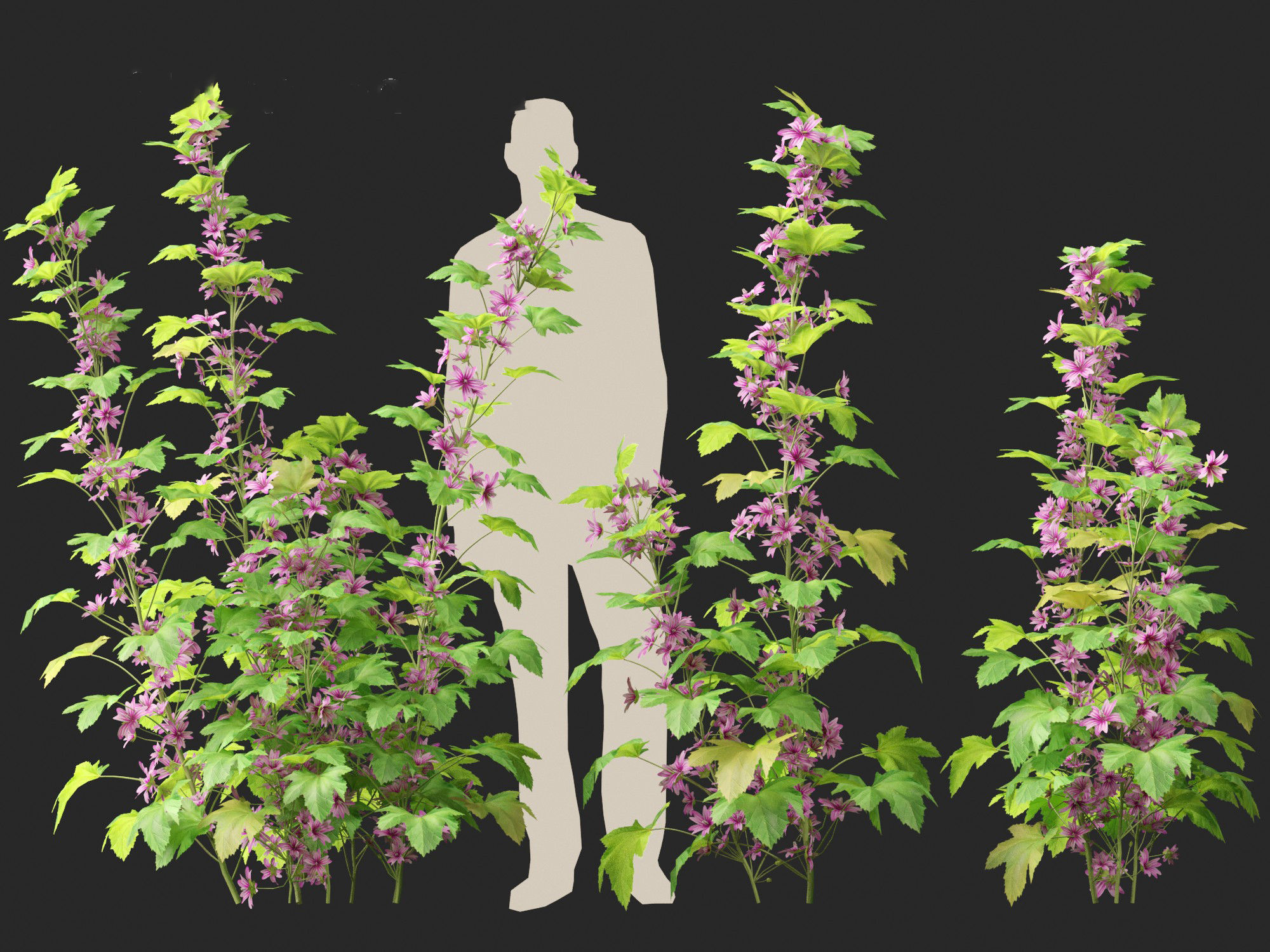 Malva sylvestris - Common mallow 3D model_11