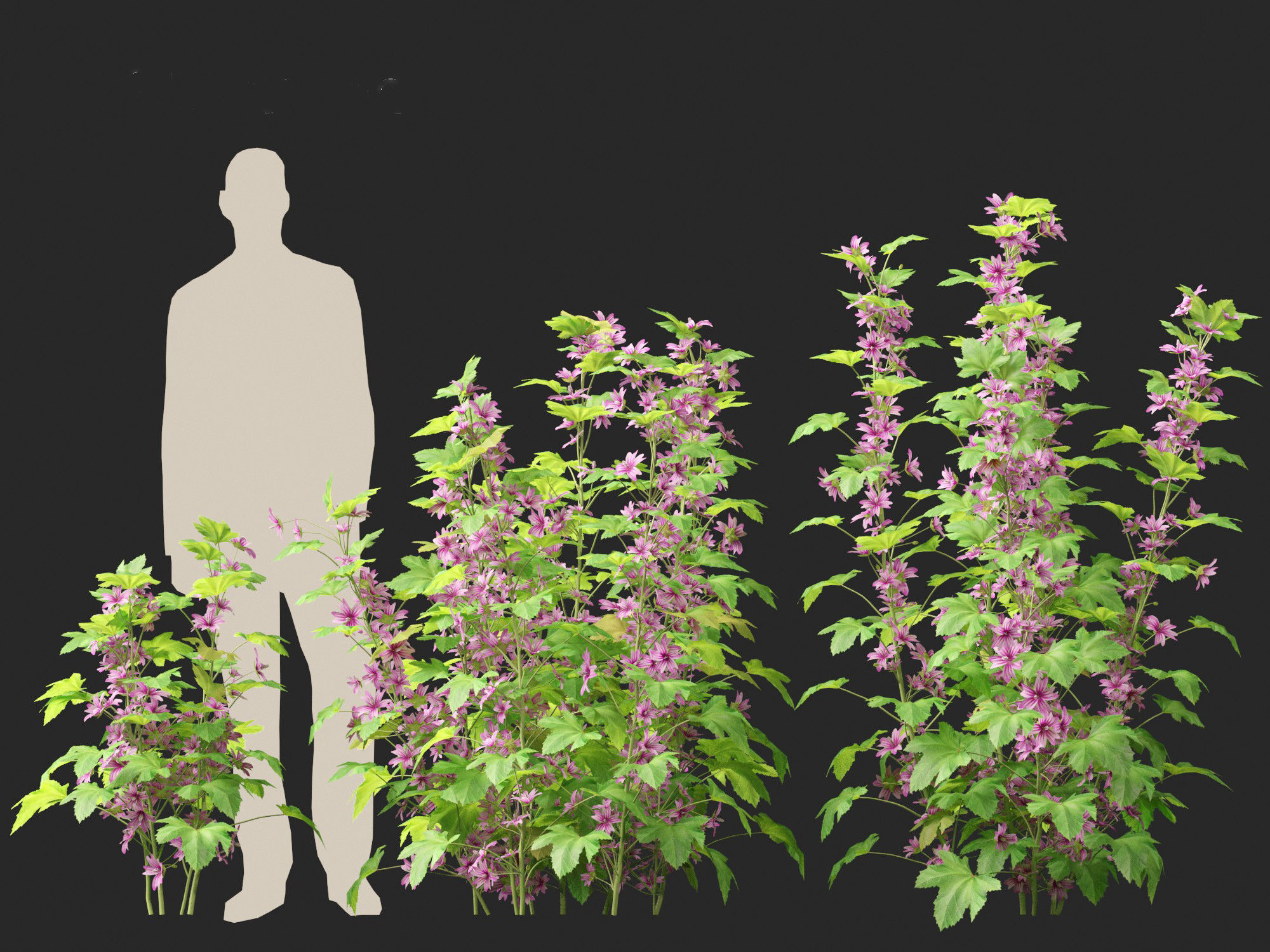 Malva sylvestris - Common mallow 3D model_9