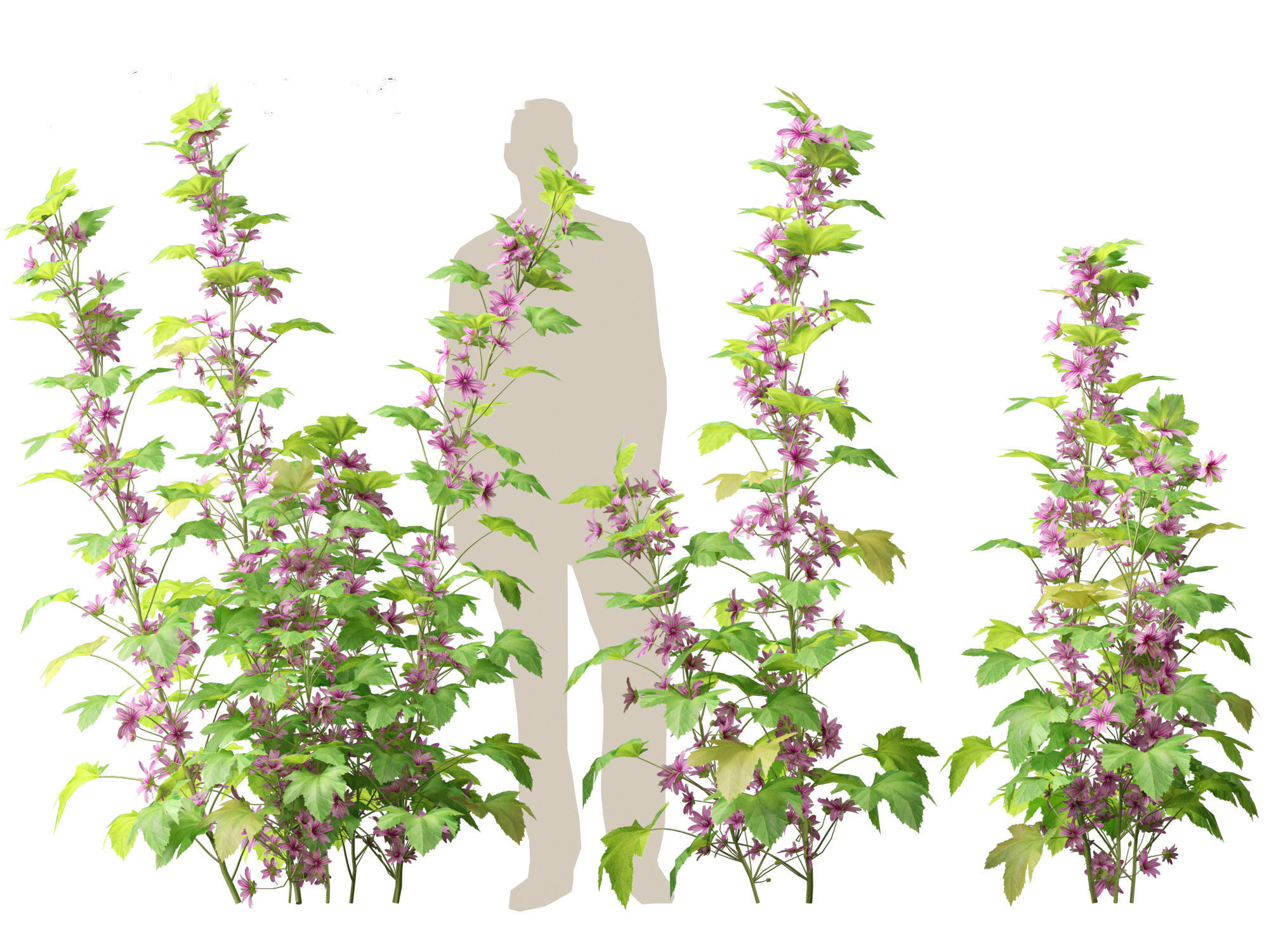 Malva sylvestris - Common mallow 3D model_10