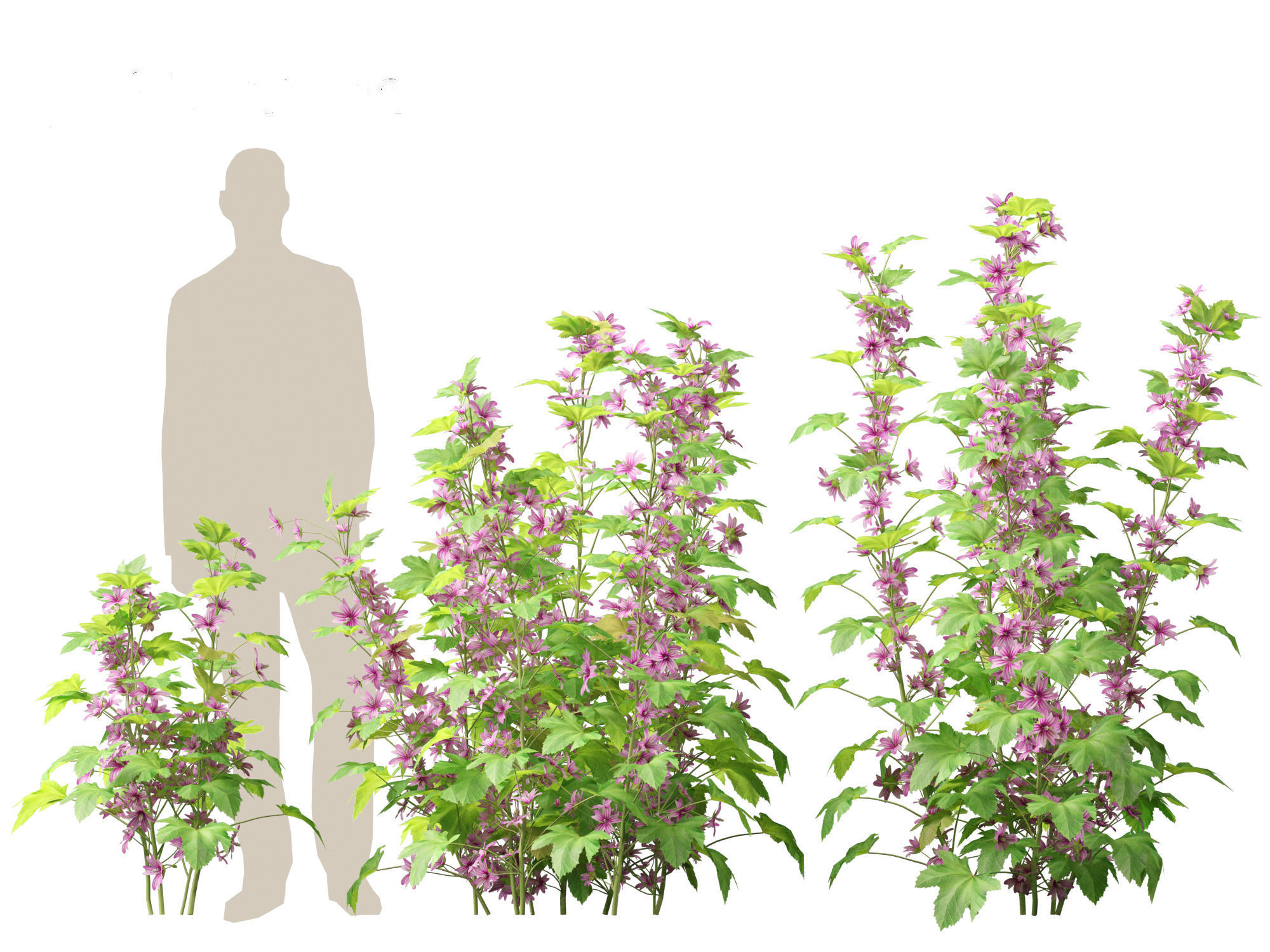 Malva sylvestris - Common mallow 3D model_8