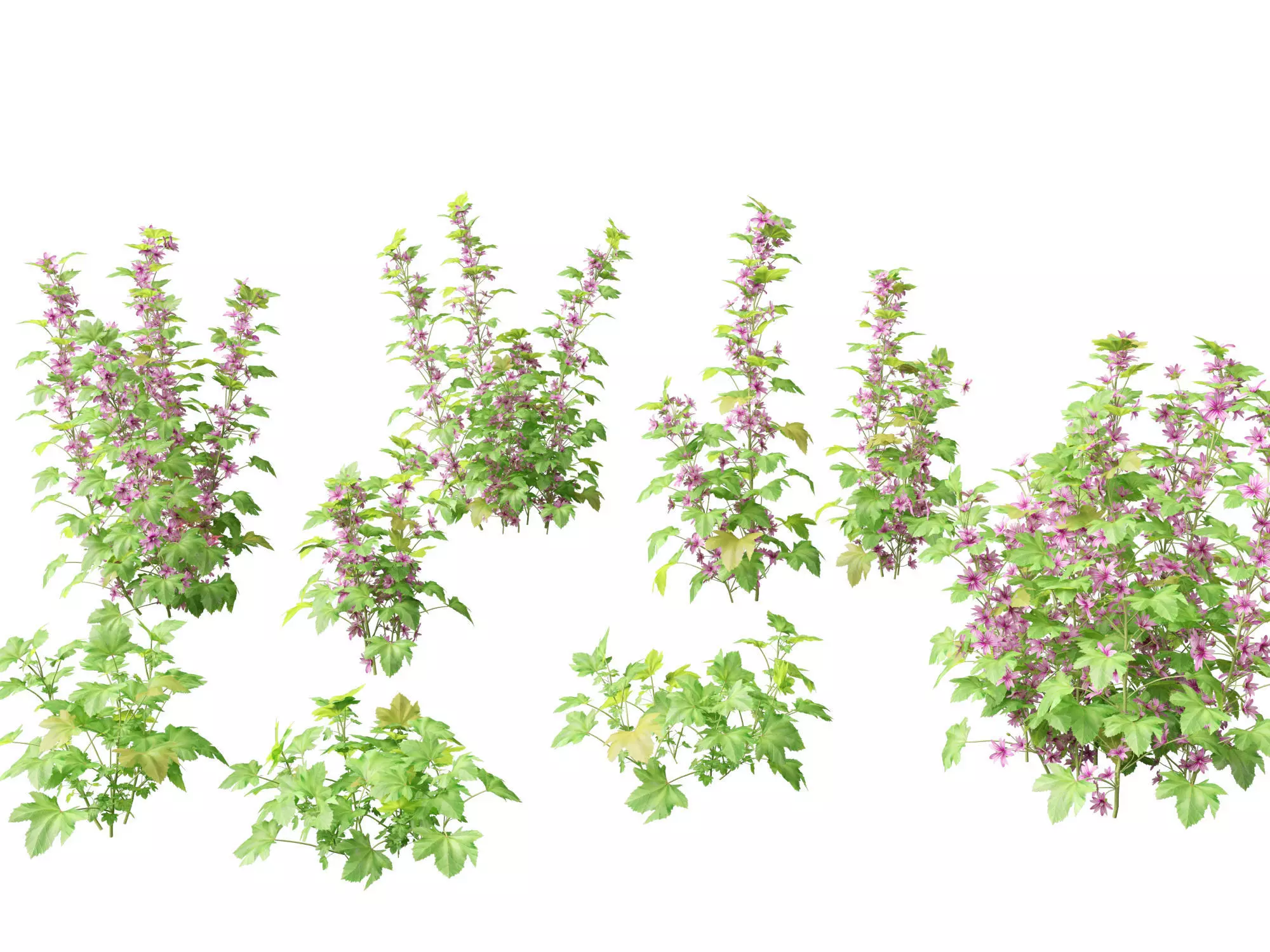 Malva sylvestris - Common mallow 3D model_0
