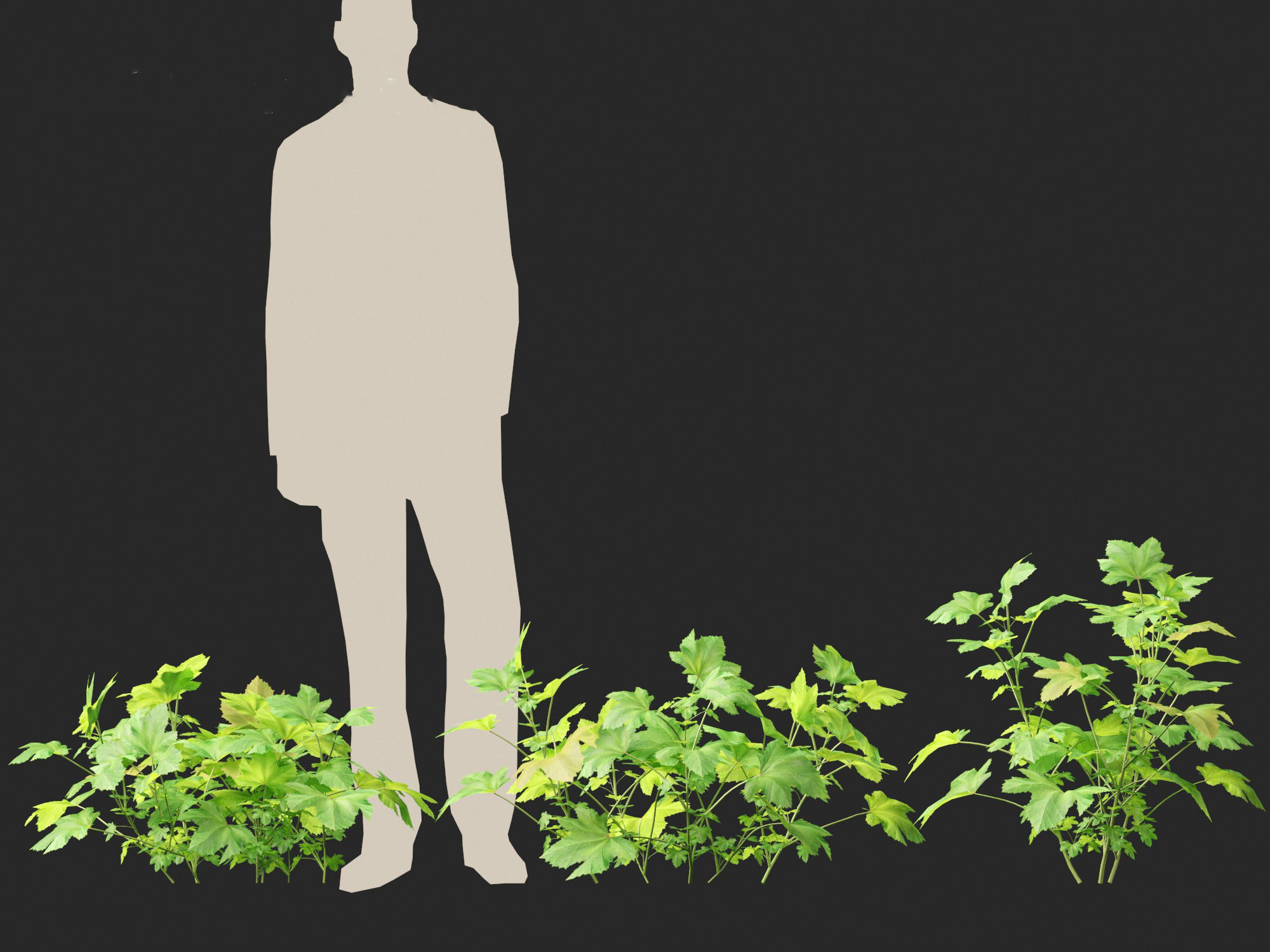 Malva sylvestris - Common mallow 3D model_7