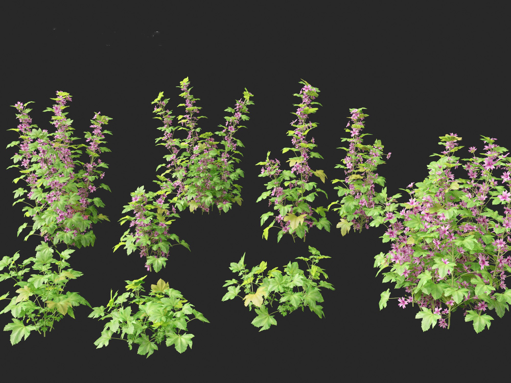 Malva sylvestris - Common mallow 3D model_2