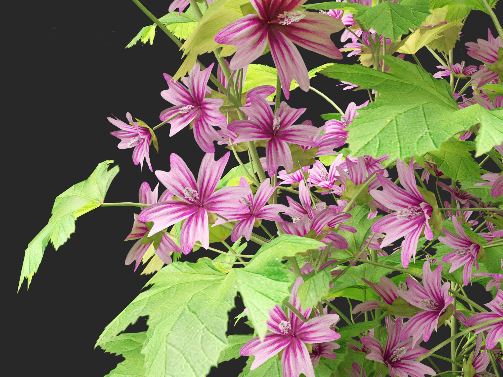 Malva sylvestris - Common mallow 3D model_4