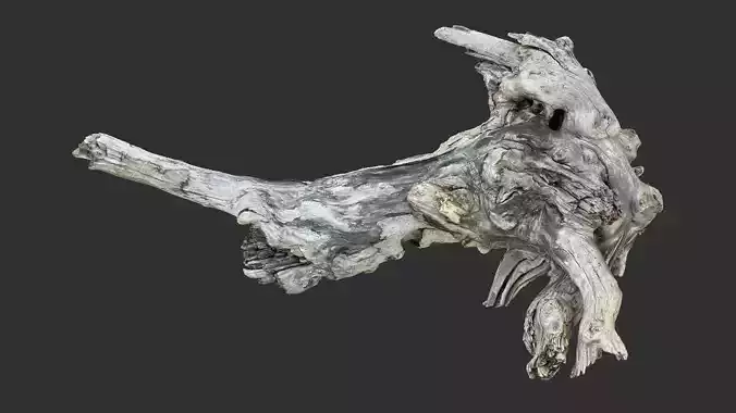 Tree Root 3D Scan