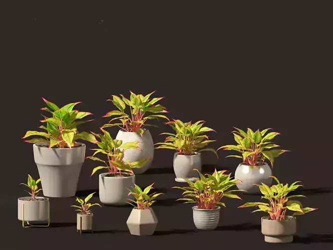 Aglaonema crete - Chinese evergreen