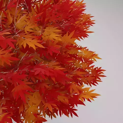 JAPANESE MAPLE TREE  -  ACER PALMATUM