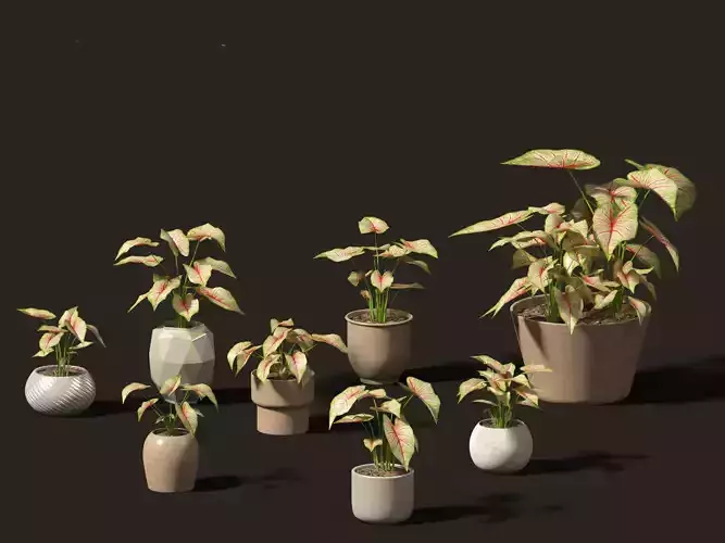 Caladium bicolor - angel wings