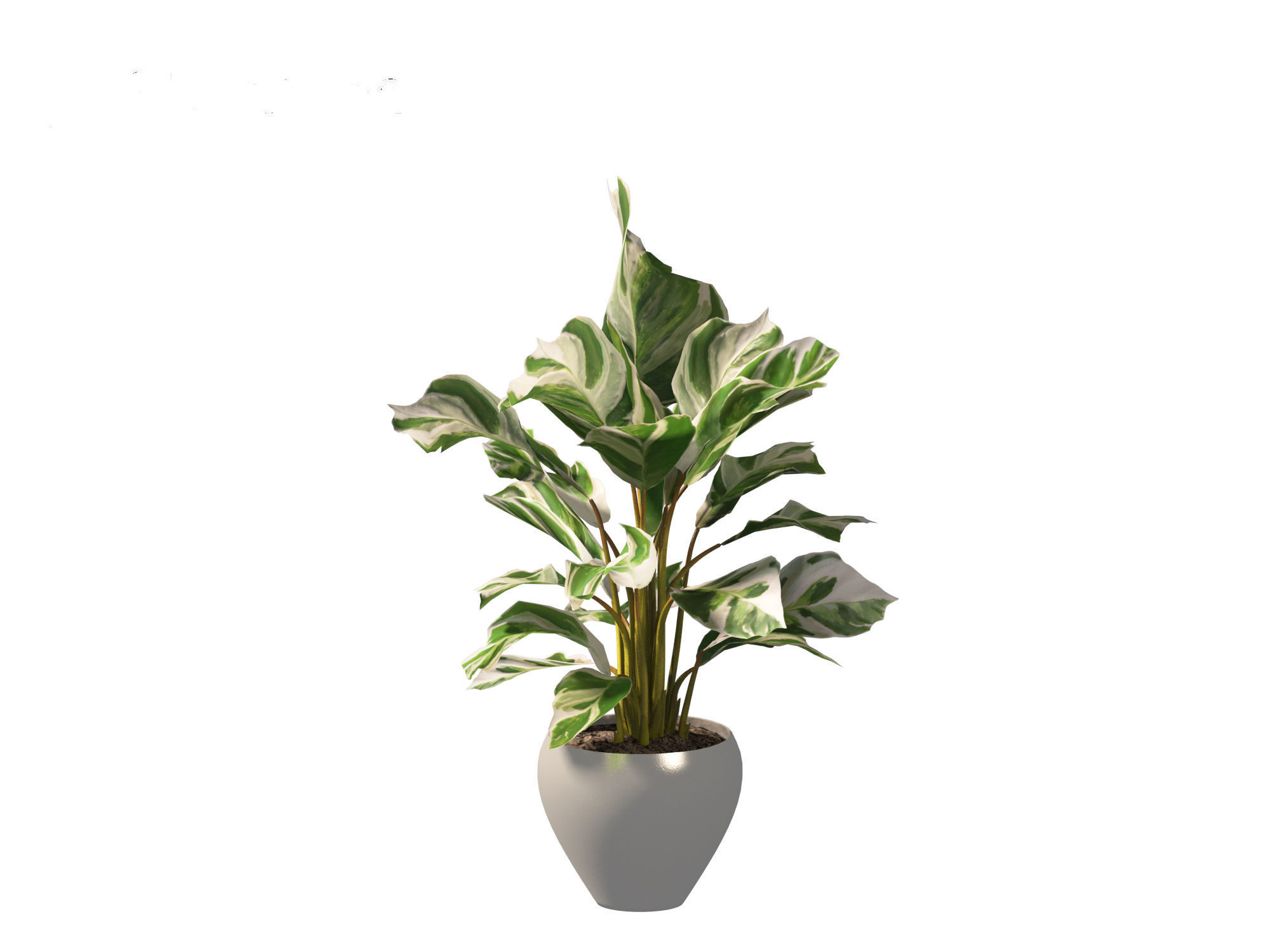 Calathea fusion White - Peacock Plant 3D model_9