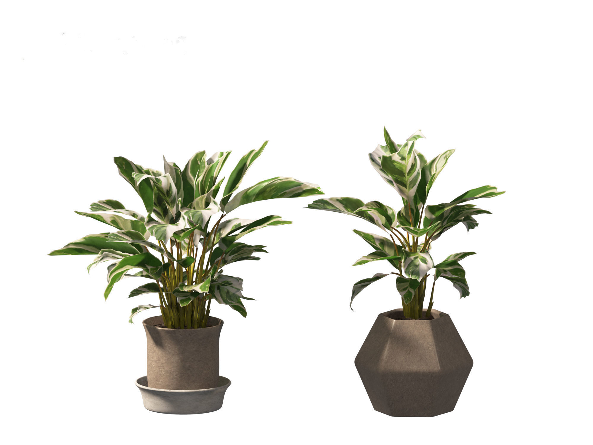 Calathea fusion White - Peacock Plant 3D model_4