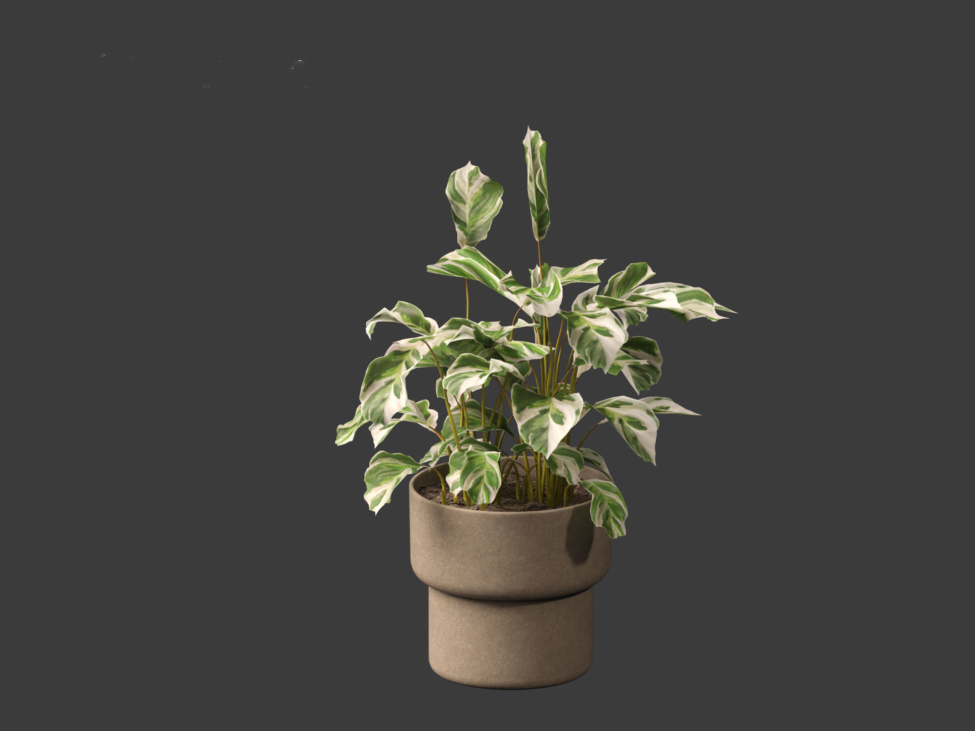 Calathea fusion White - Peacock Plant 3D model_6