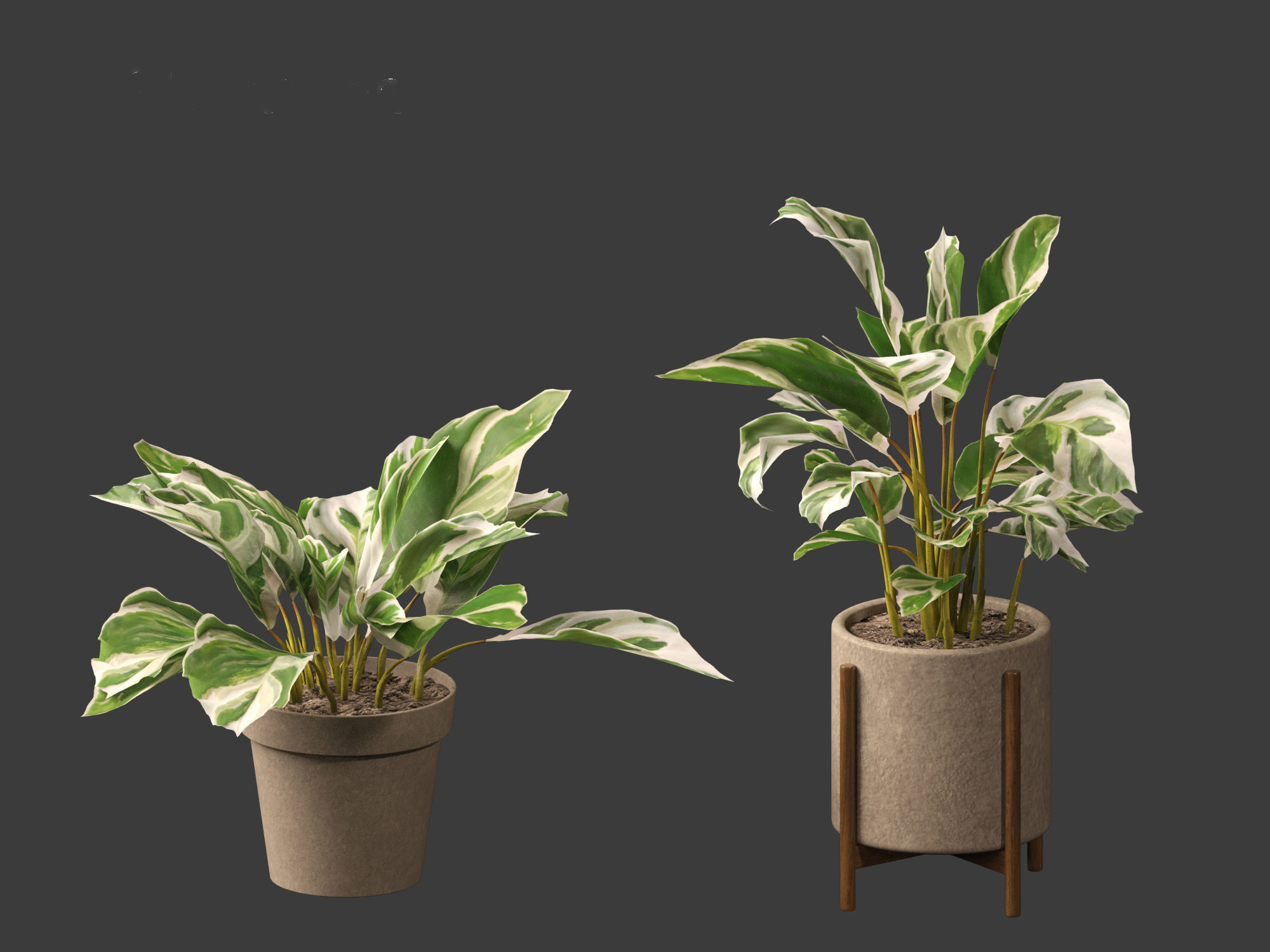 Calathea fusion White - Peacock Plant 3D model_2