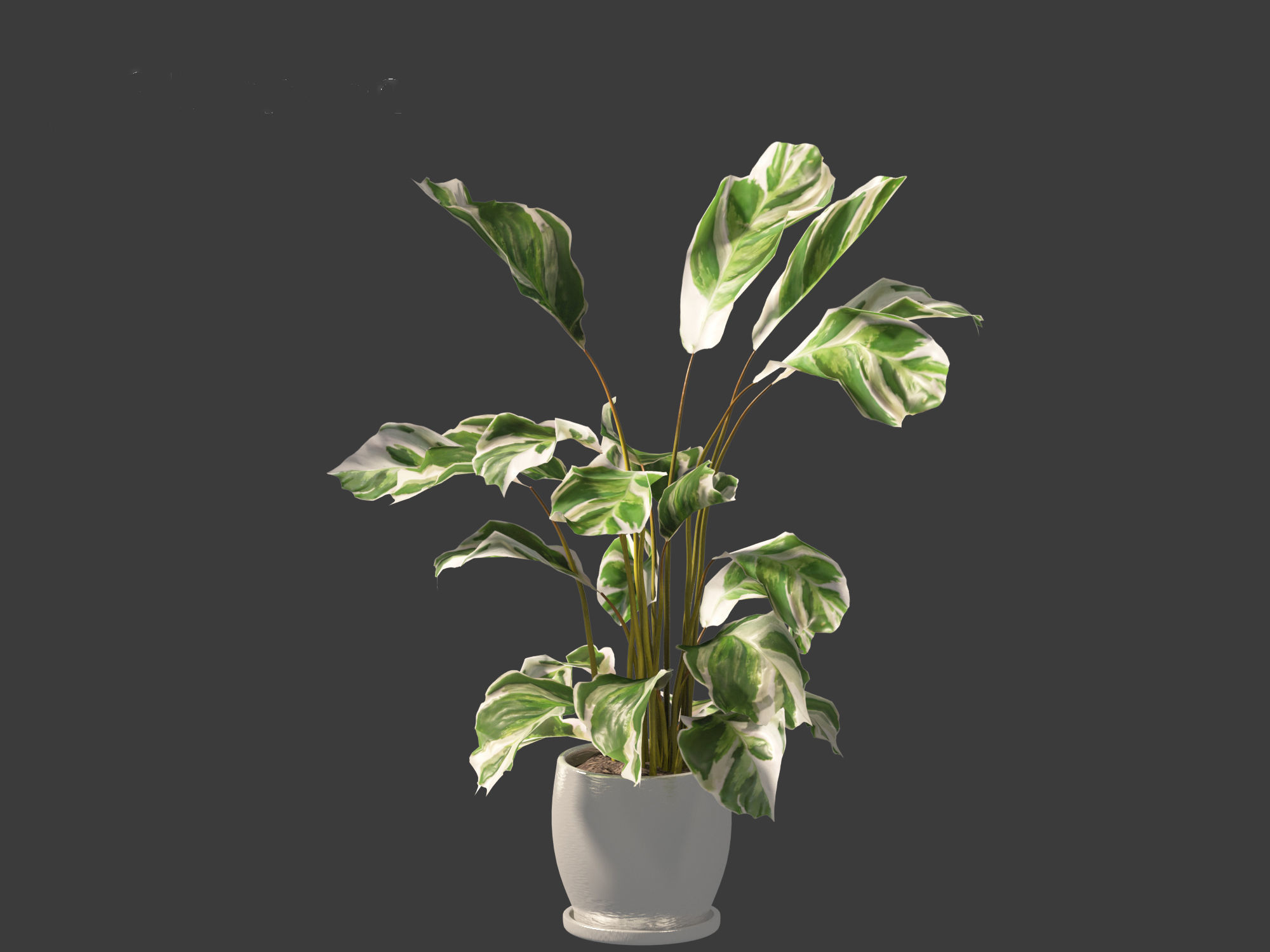 Calathea fusion White - Peacock Plant 3D model_17