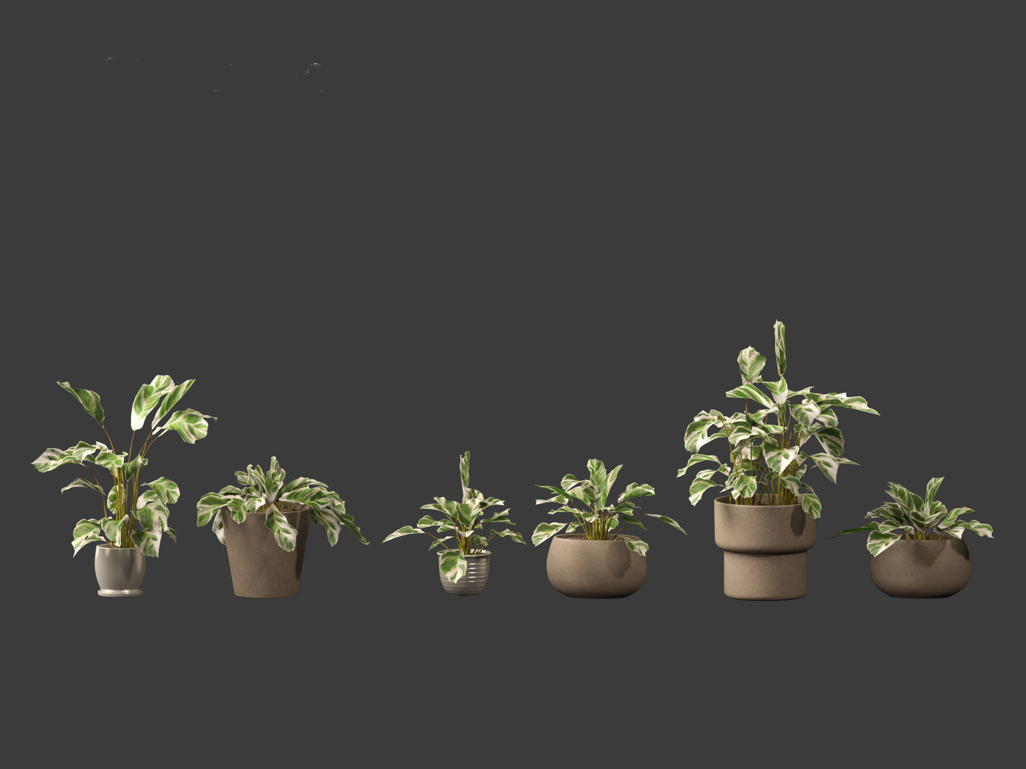 Calathea fusion White - Peacock Plant 3D model_15