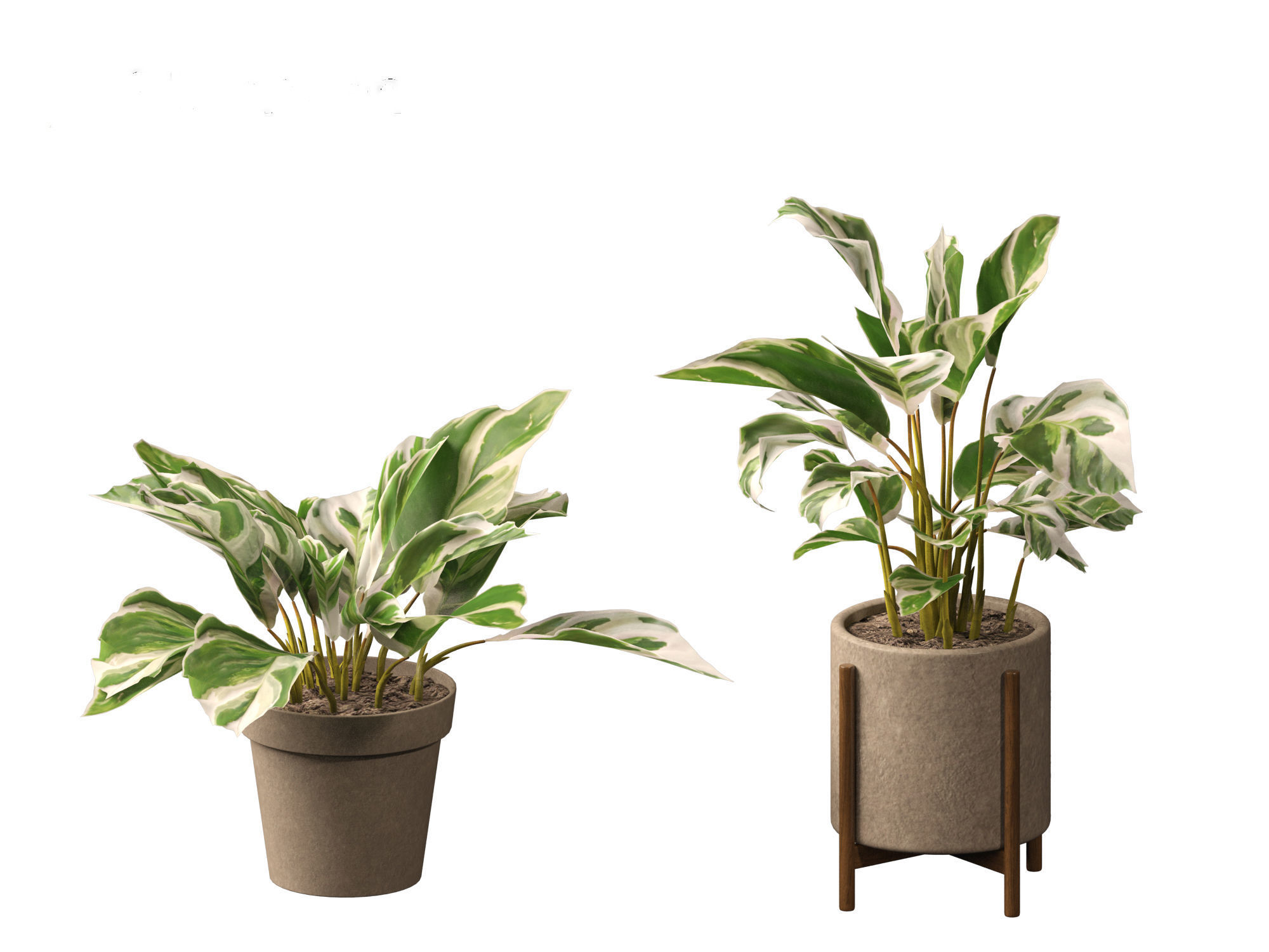 Calathea fusion White - Peacock Plant 3D model_18