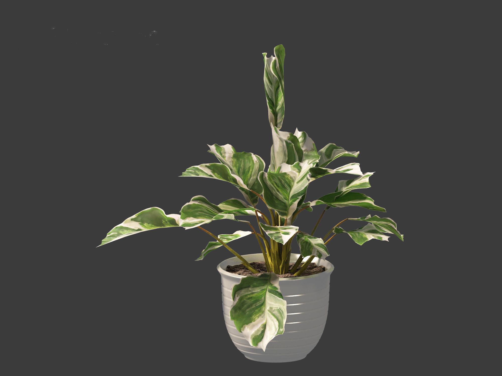 Calathea fusion White - Peacock Plant 3D model_7