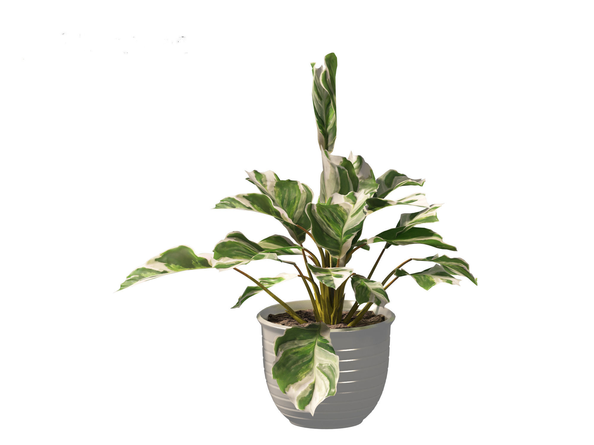 Calathea fusion White - Peacock Plant 3D model_8
