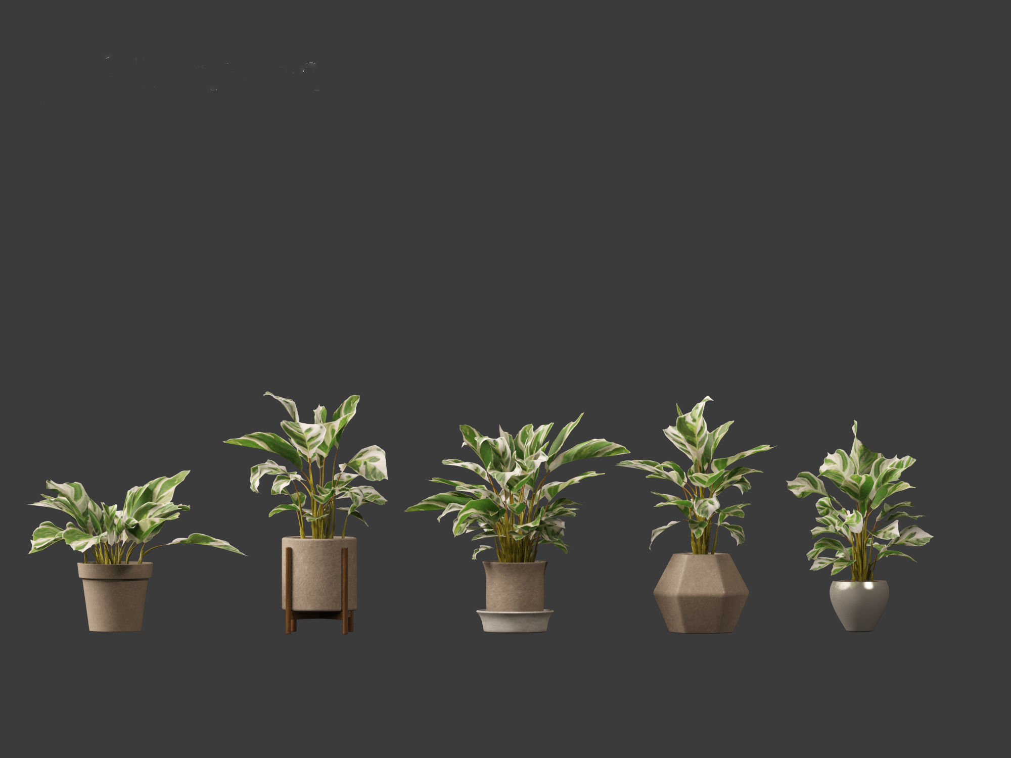 Calathea fusion White - Peacock Plant 3D model_13