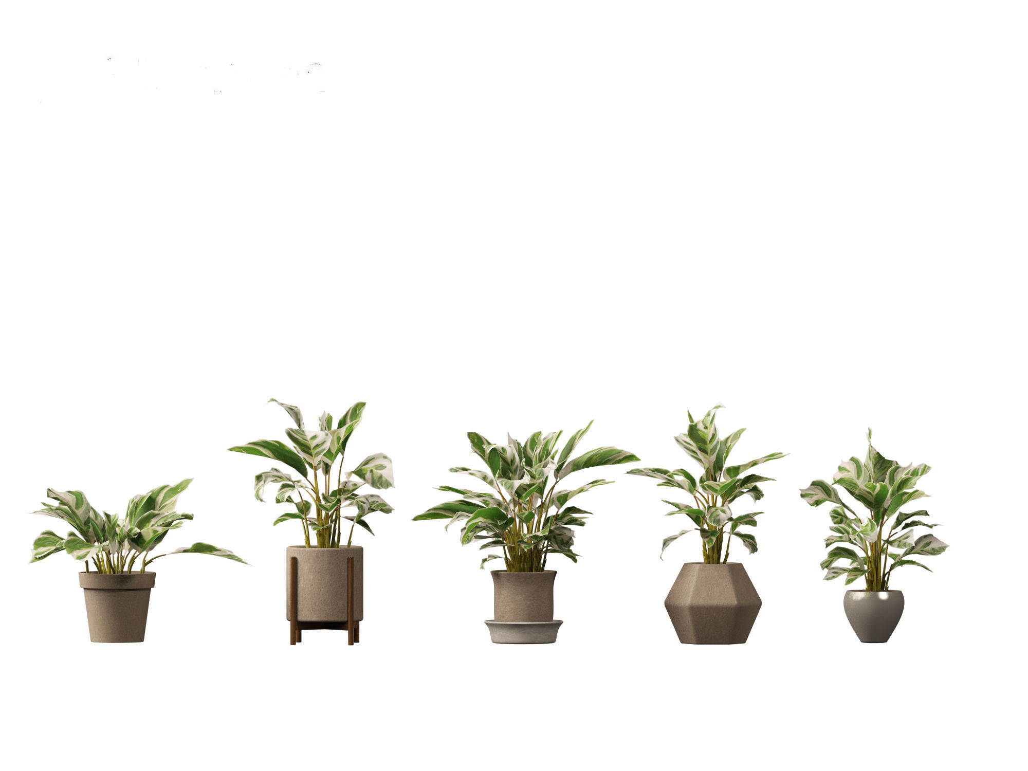 Calathea fusion White - Peacock Plant 3D model_12