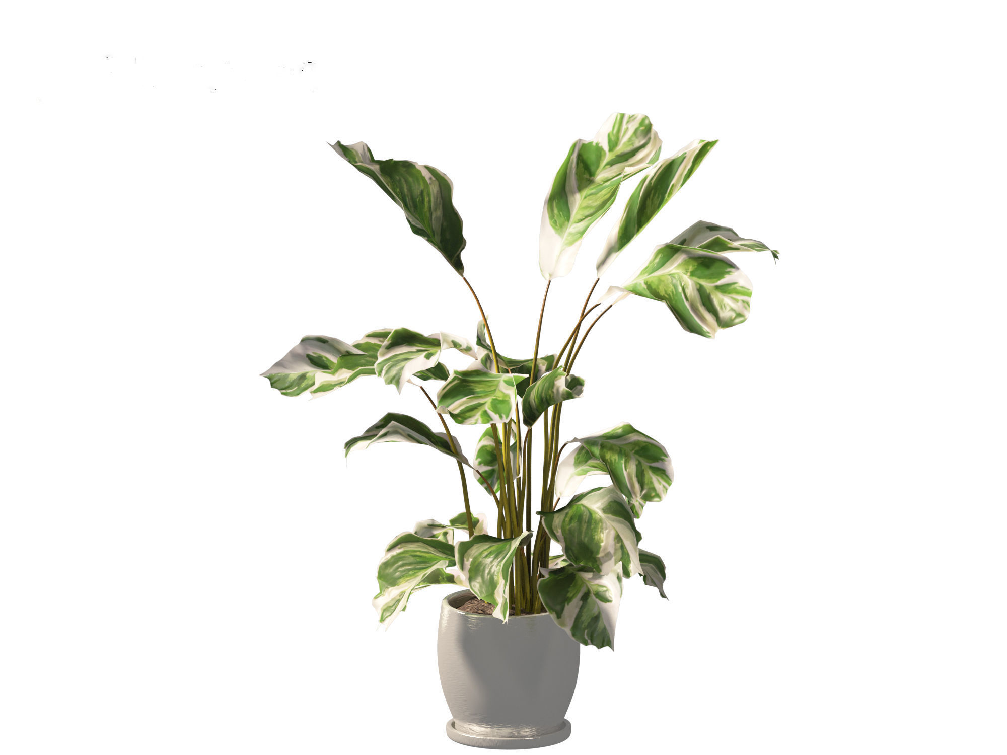Calathea fusion White - Peacock Plant 3D model_16