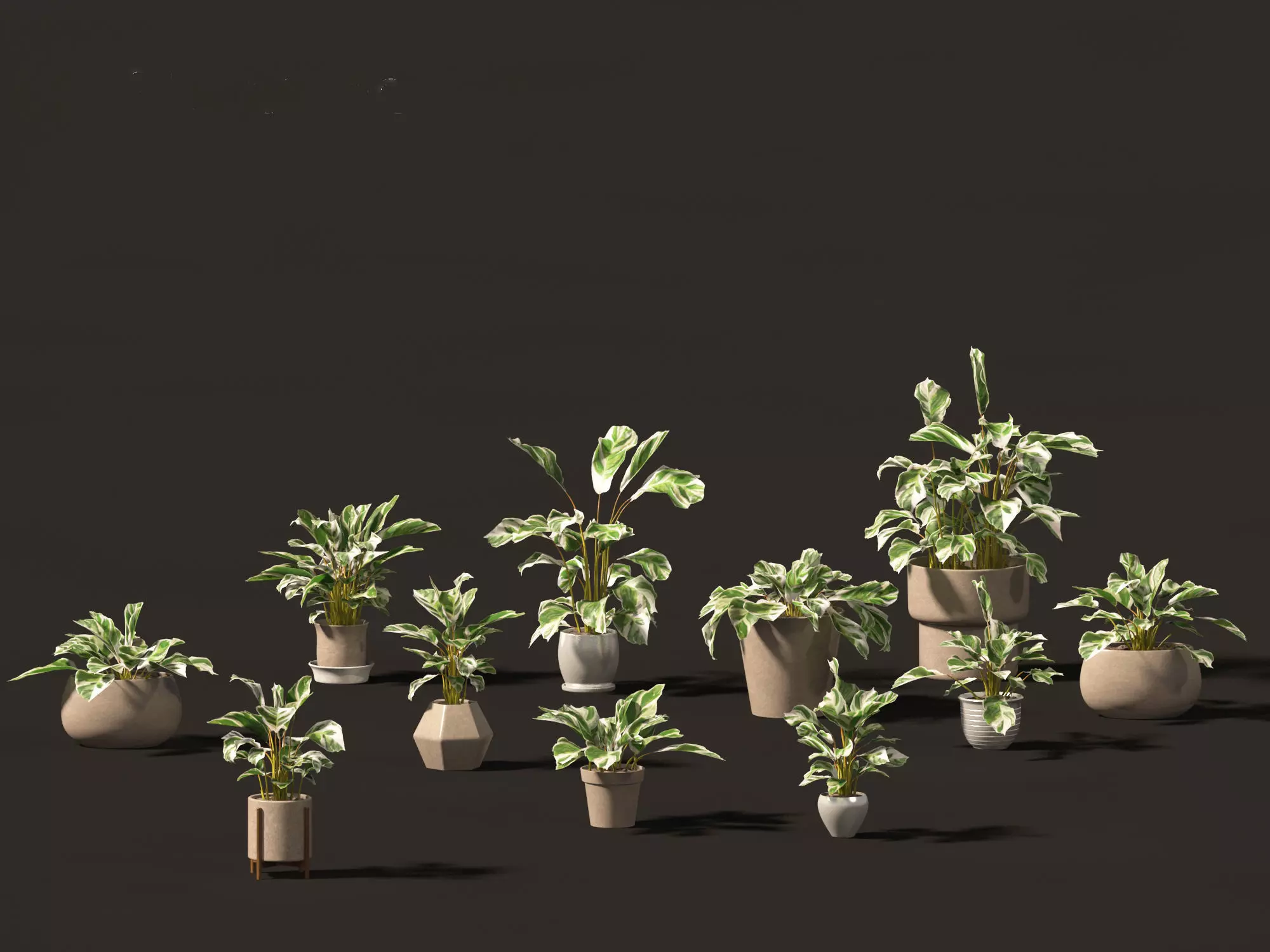 Calathea fusion White - Peacock Plant 3D model_0