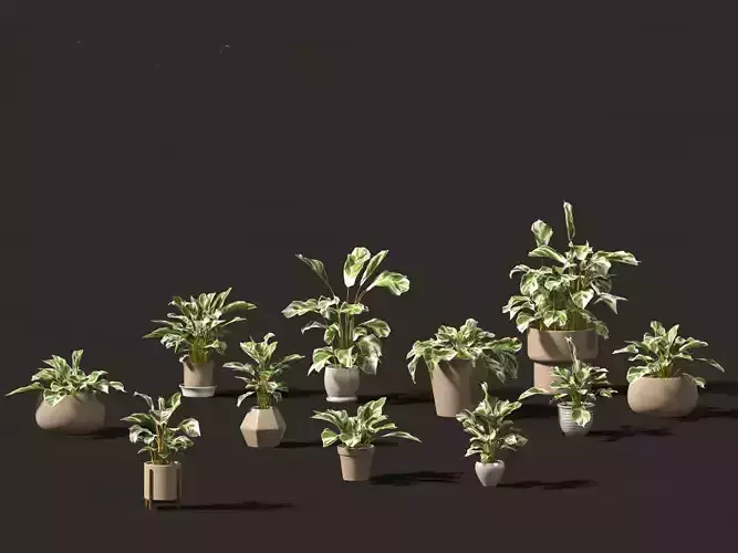 Calathea fusion White - Peacock Plant 3D model