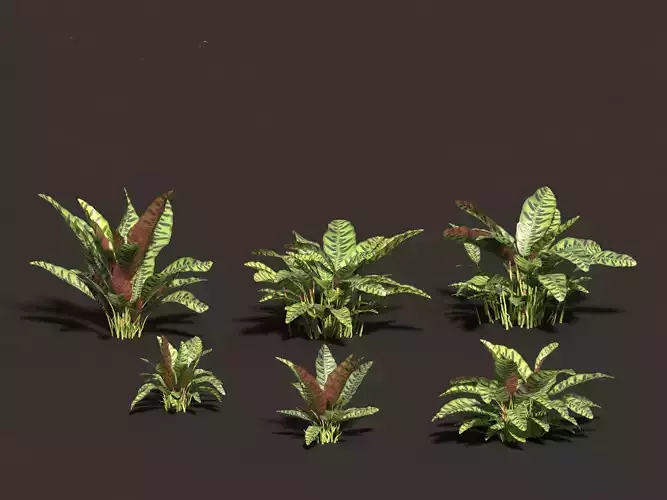 Calathea insignis - Rattlesnake Plant 3D model