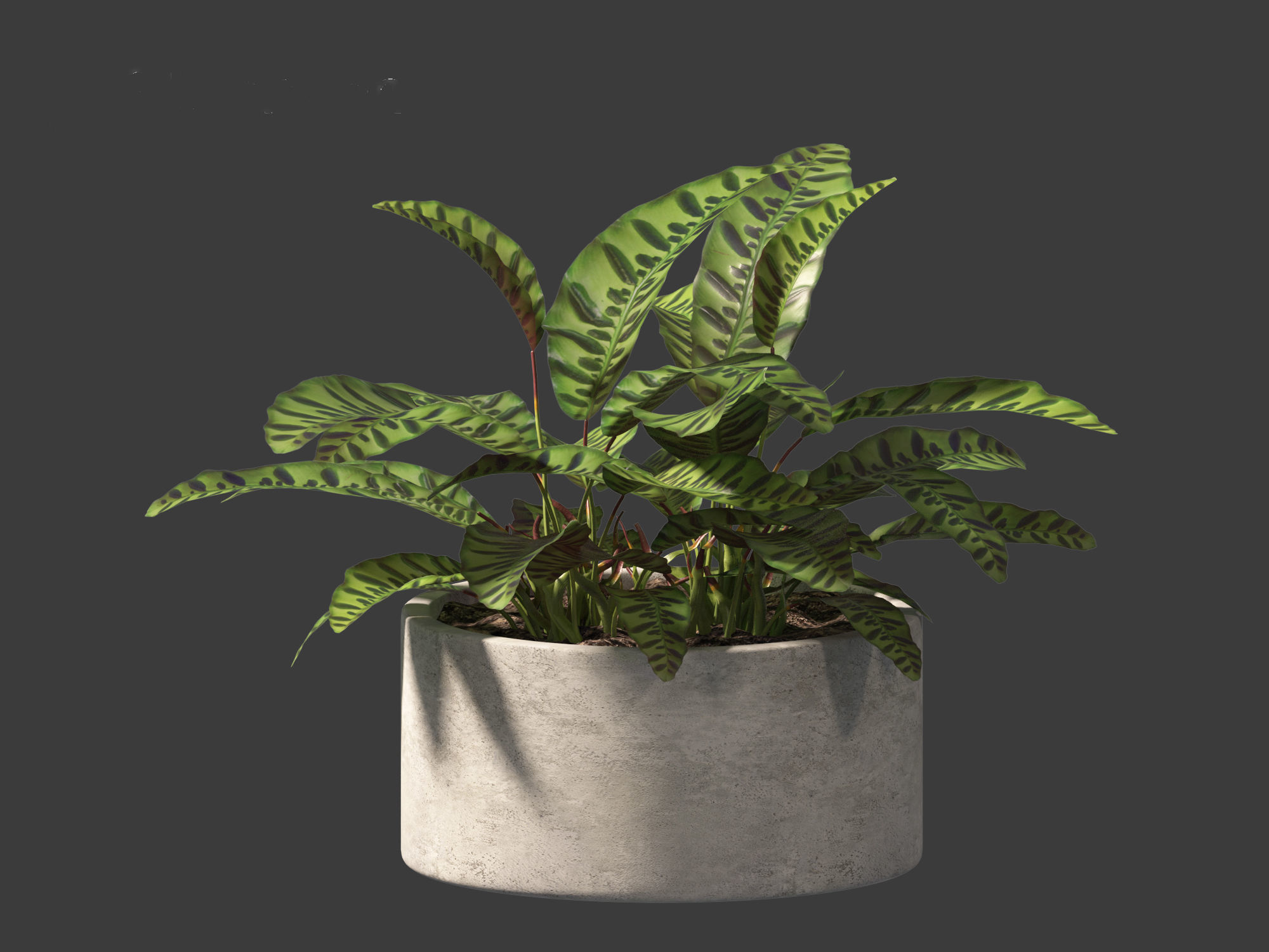 Calathea insignis - Rattlesnake Plant  02 3D model_6
