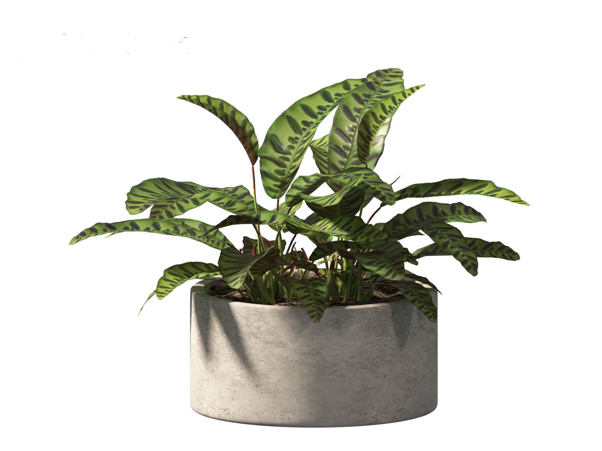 Calathea insignis - Rattlesnake Plant  02 3D model_7