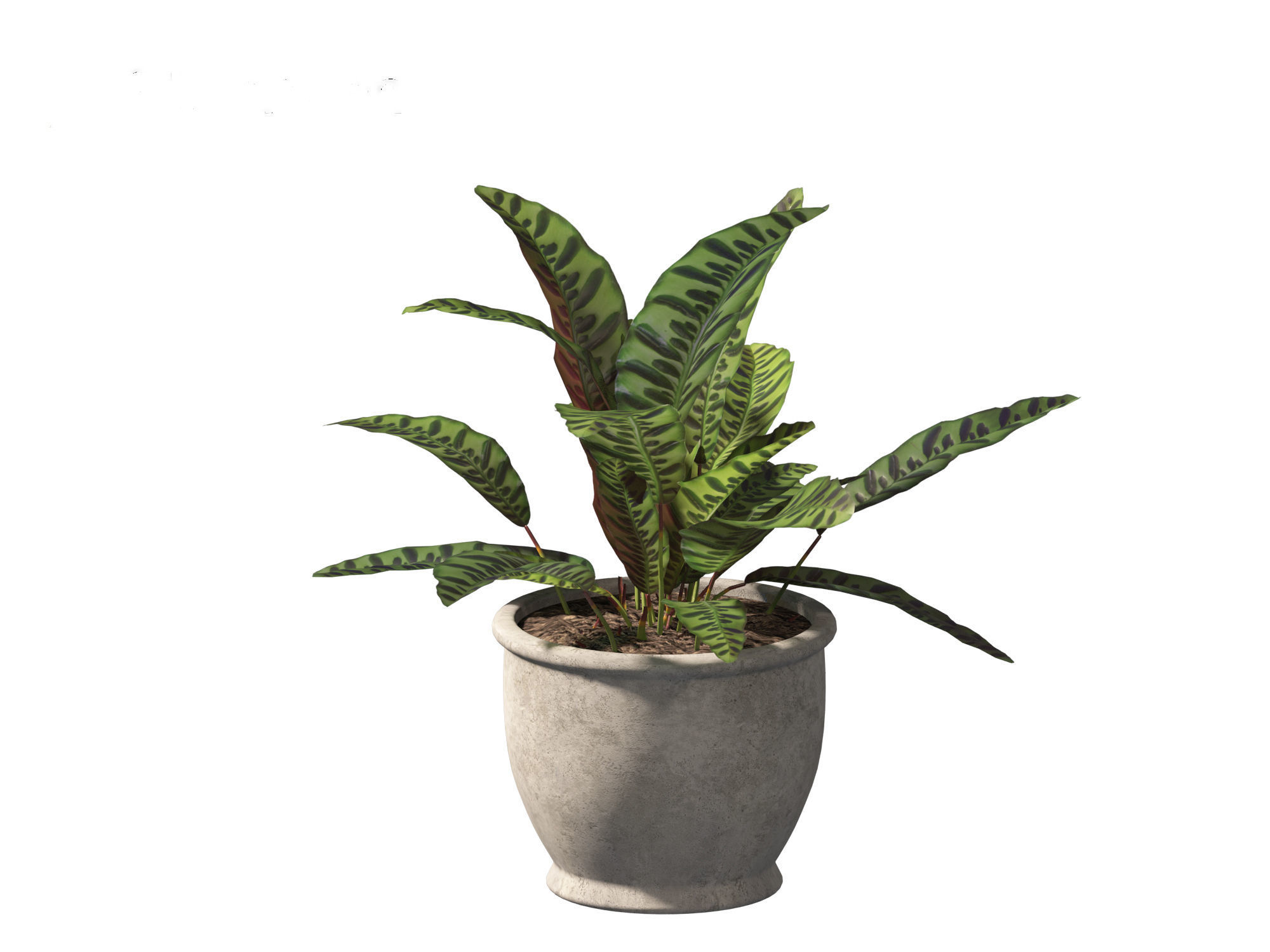 Calathea insignis - Rattlesnake Plant  02 3D model_3