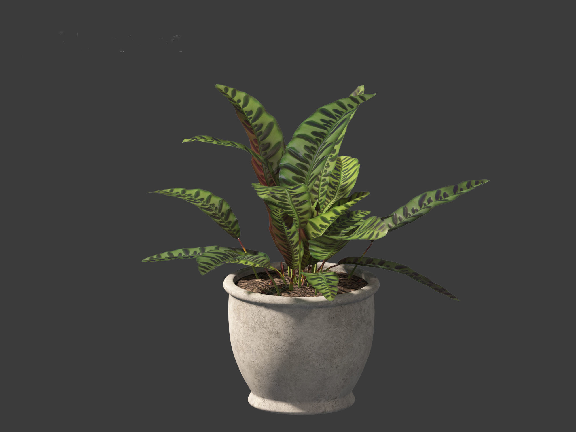 Calathea insignis - Rattlesnake Plant  02 3D model_4