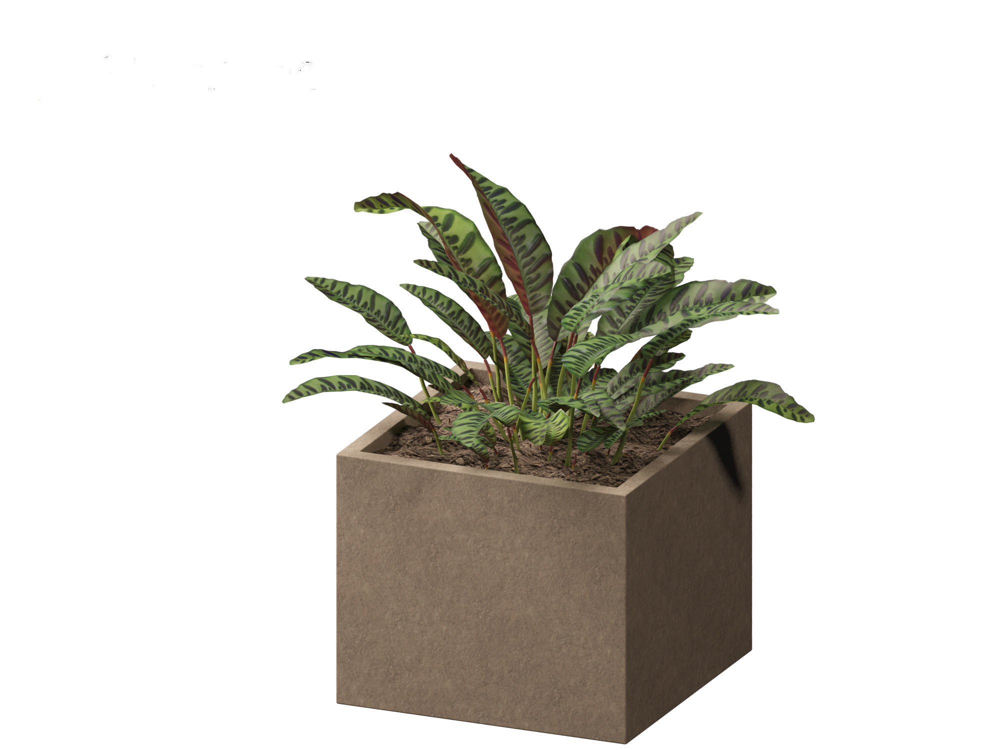 Calathea insignis - Rattlesnake Plant  02 3D model_11