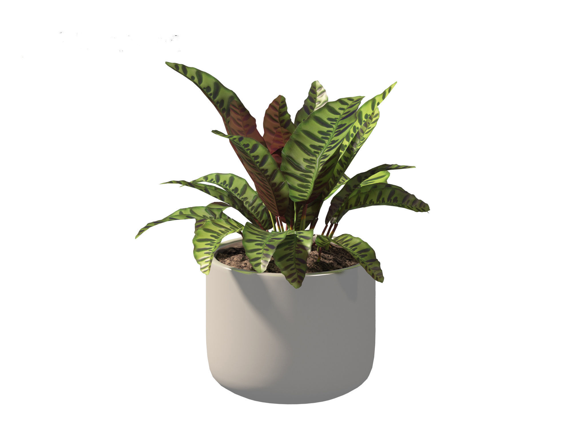 Calathea insignis - Rattlesnake Plant  02 3D model_8