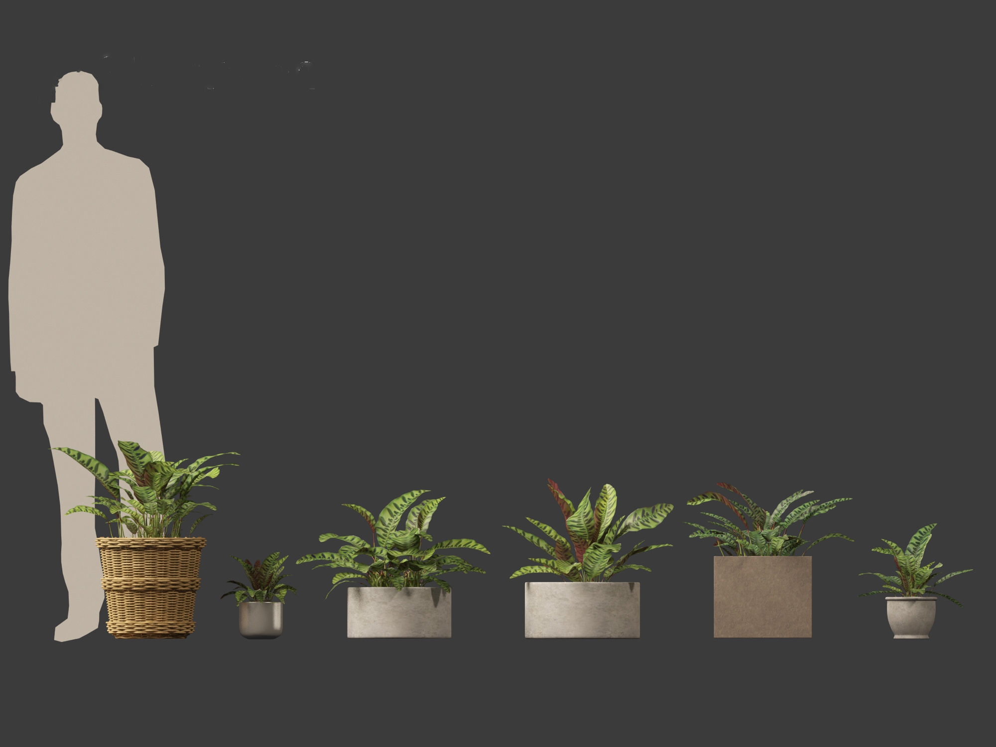 Calathea insignis - Rattlesnake Plant  02 3D model_5