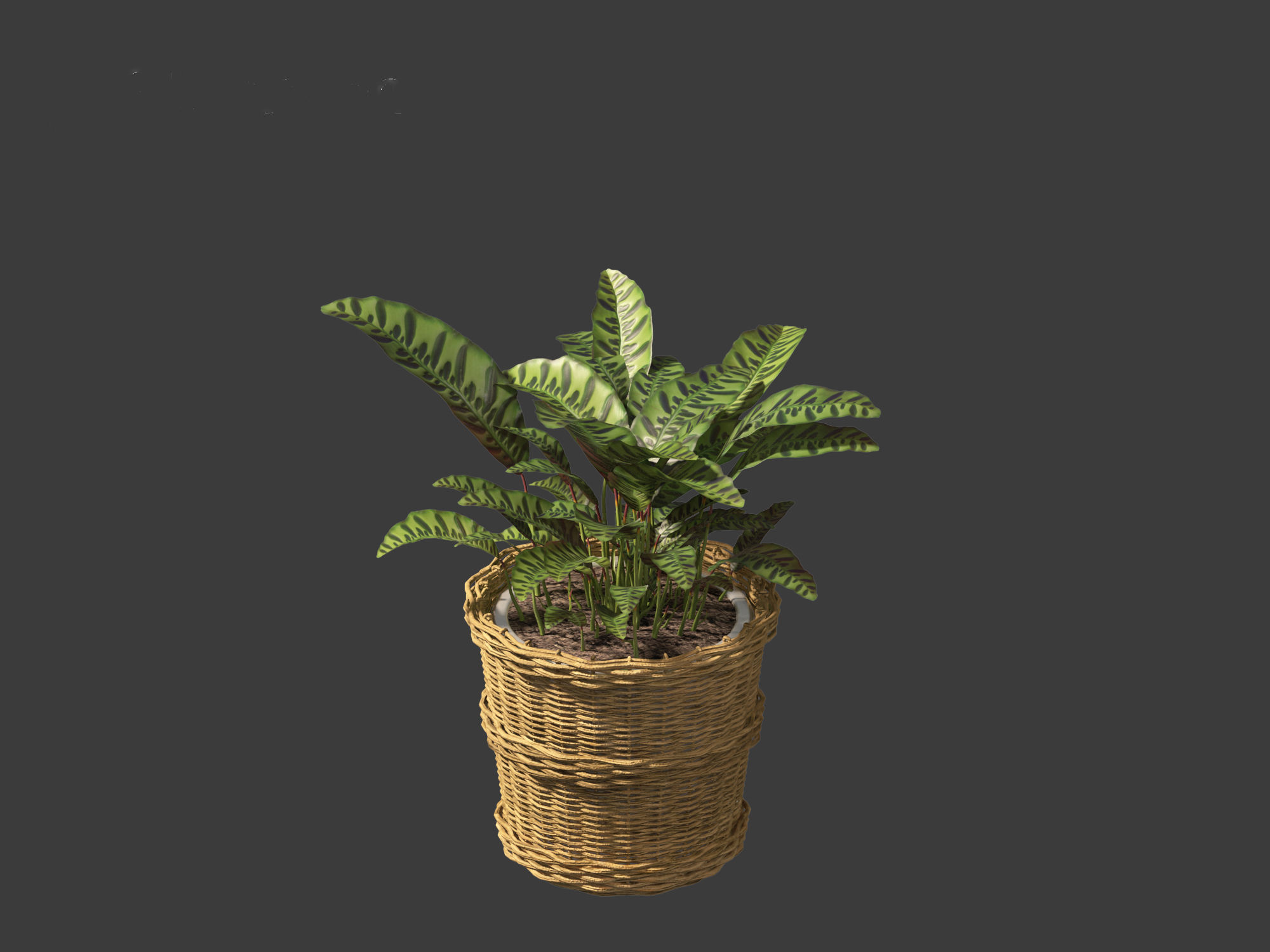 Calathea insignis - Rattlesnake Plant  02 3D model_2