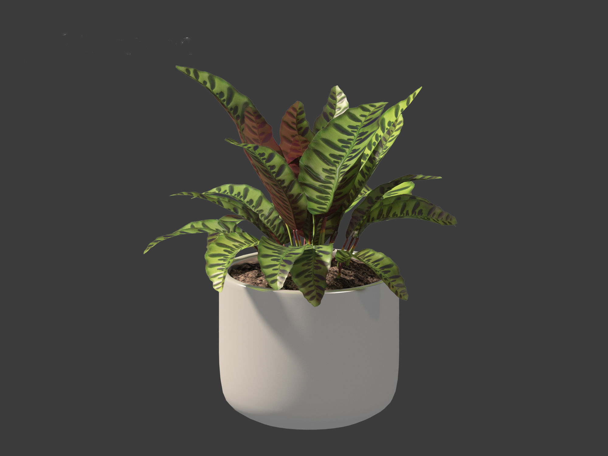 Calathea insignis - Rattlesnake Plant  02 3D model_9