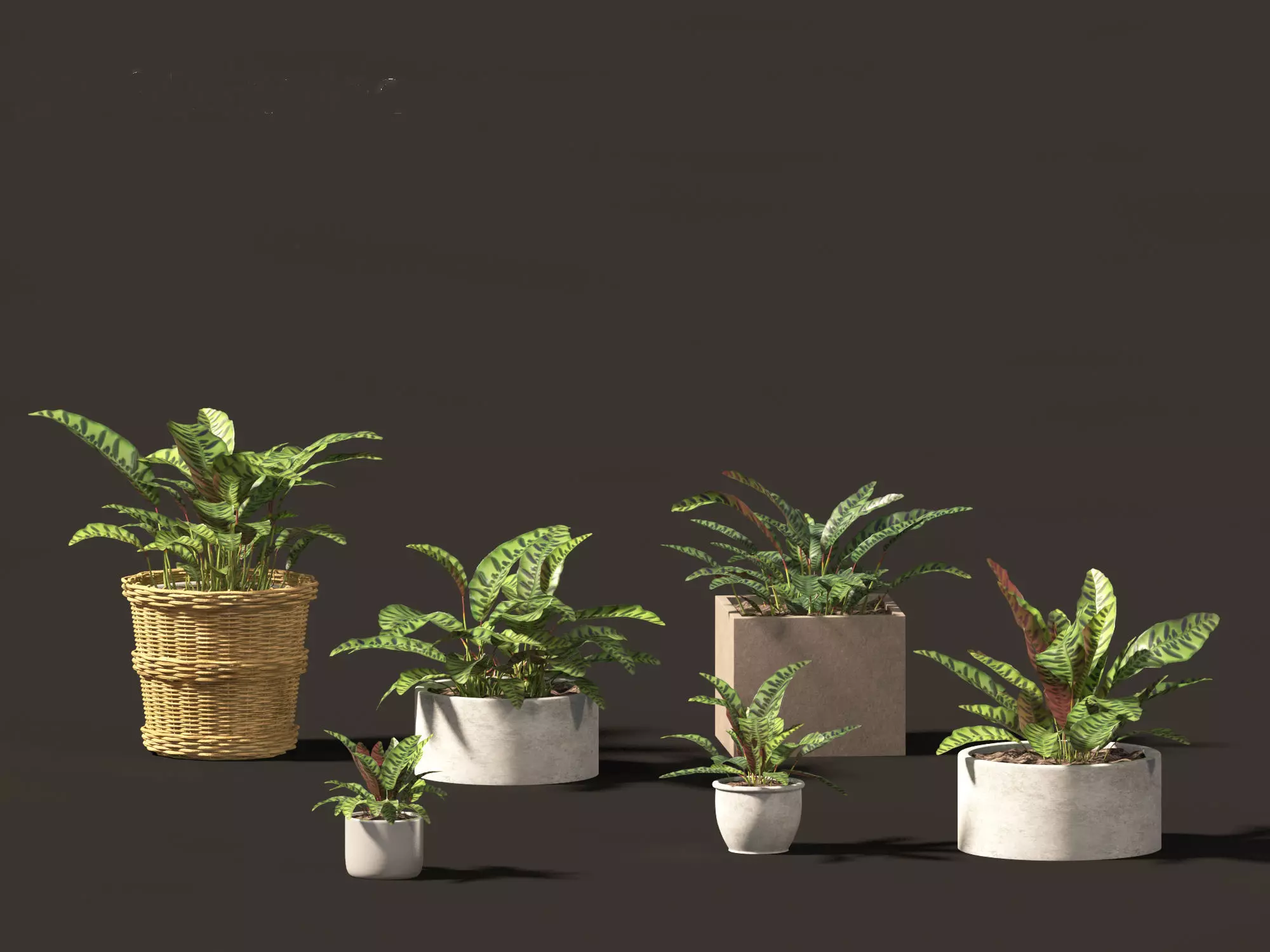 Calathea insignis - Rattlesnake Plant  02 3D model_0