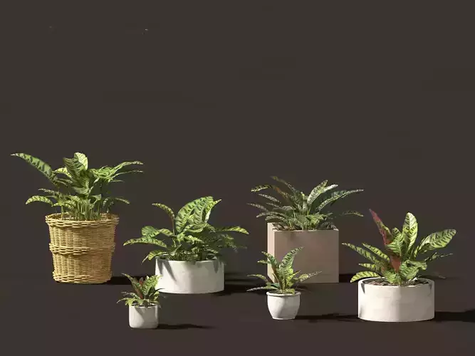 Calathea insignis - Rattlesnake Plant  02