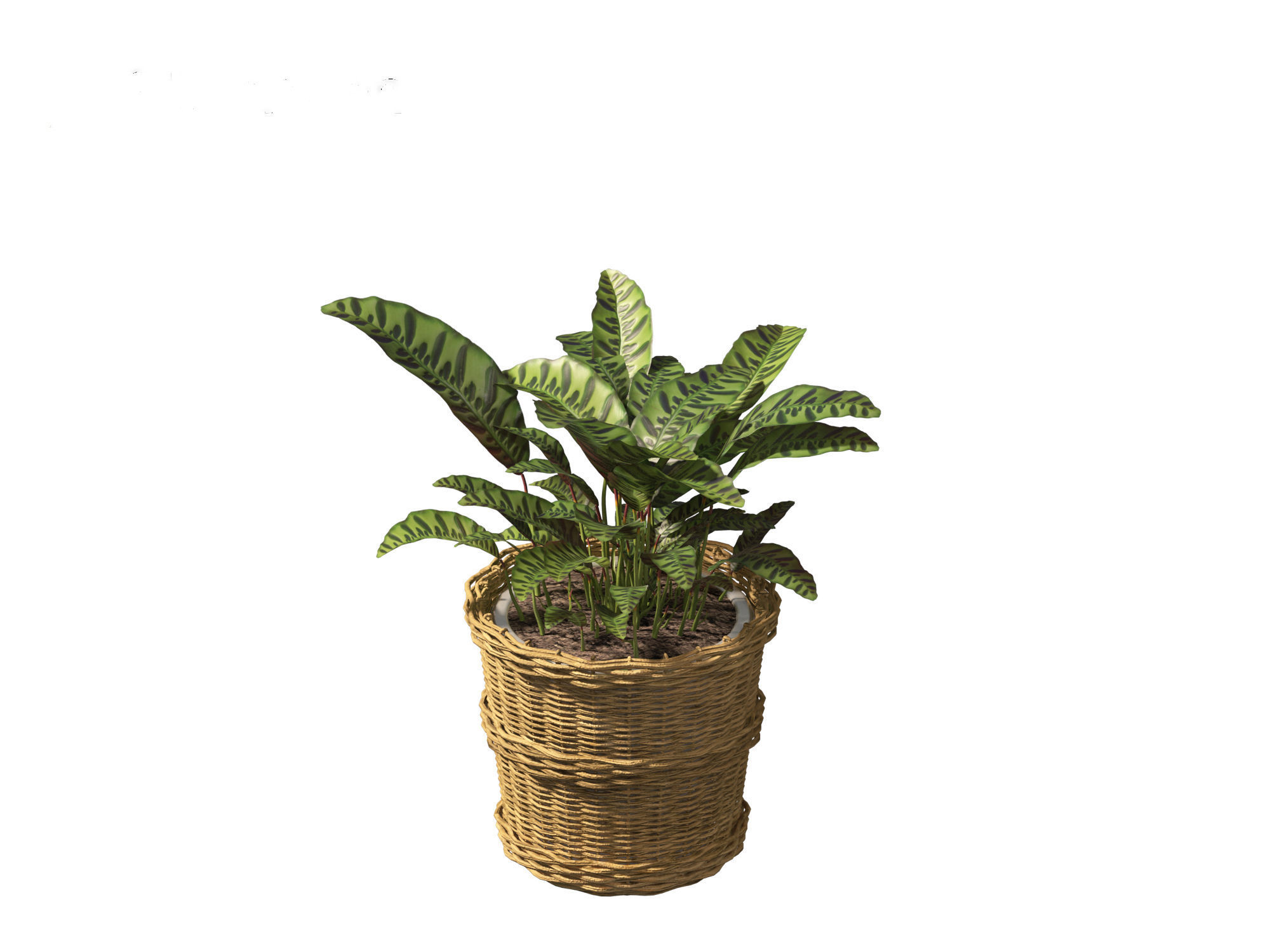 Calathea insignis - Rattlesnake Plant  02 3D model_12