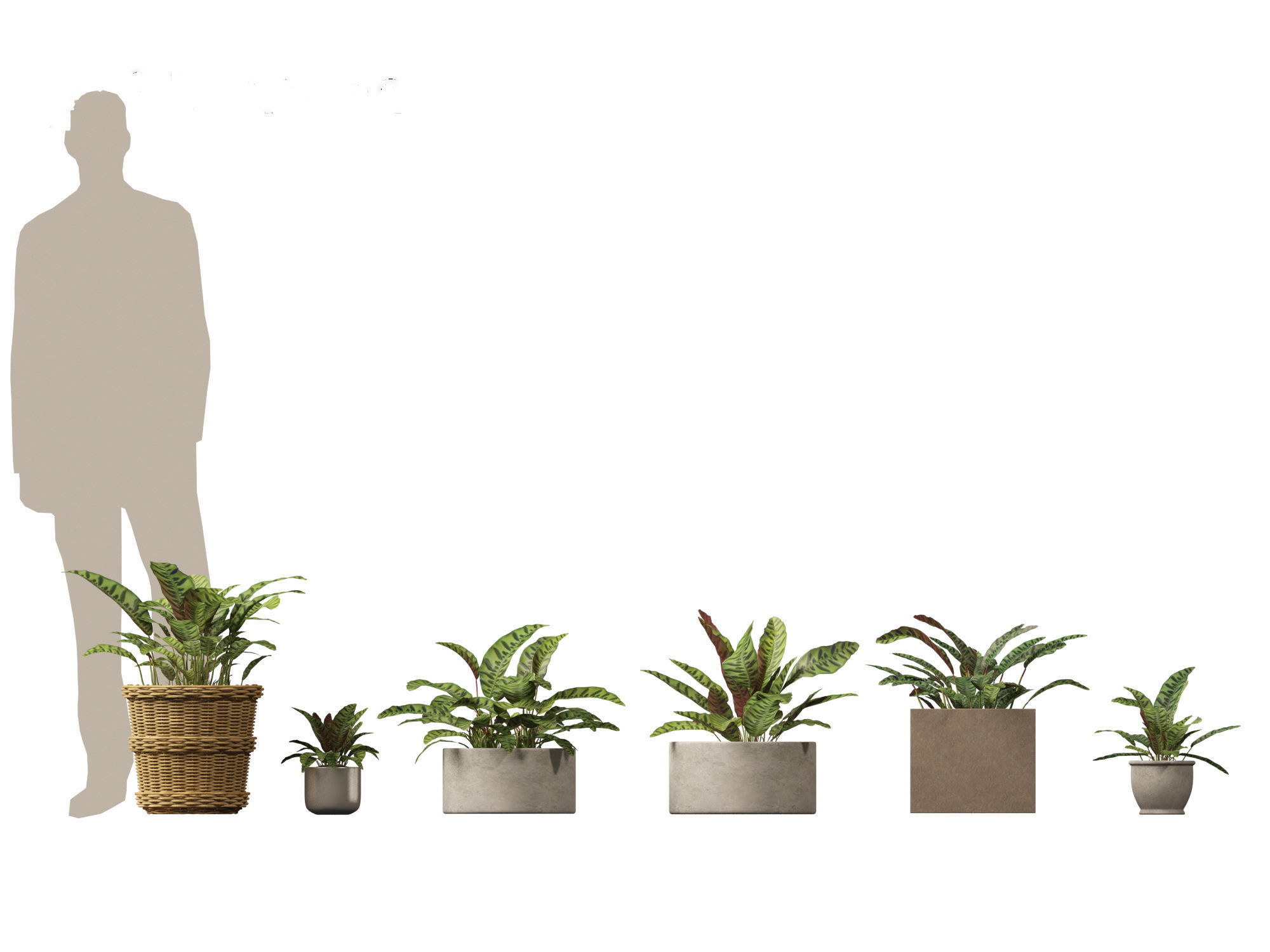 Calathea insignis - Rattlesnake Plant  02 3D model_1