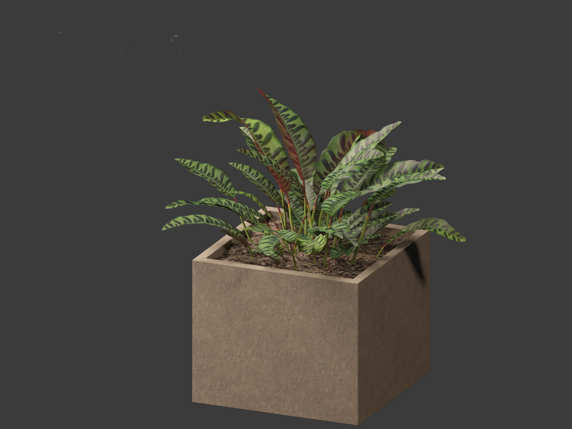 Calathea insignis - Rattlesnake Plant  02 3D model_10