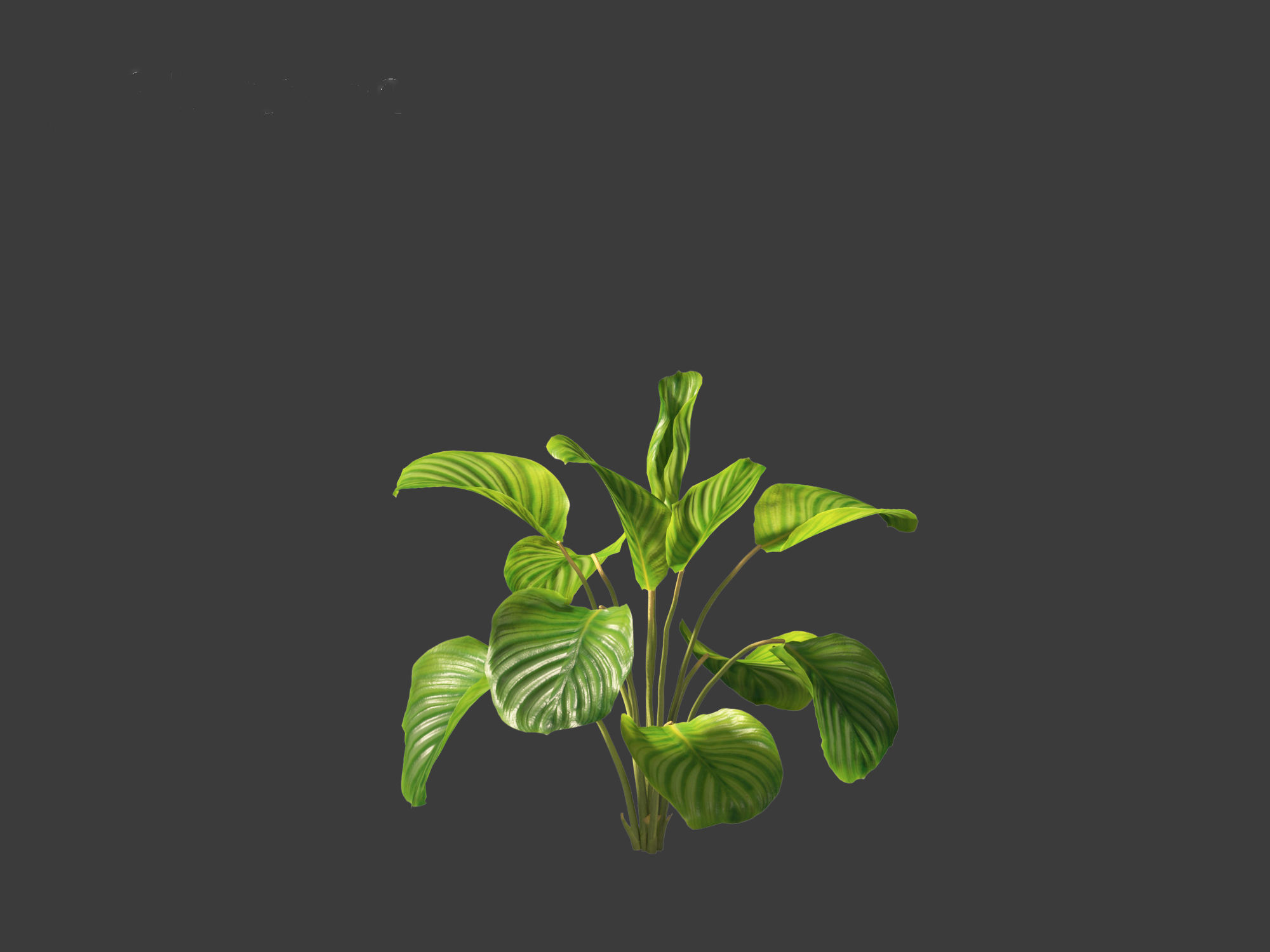 Calathea orbifolia - Prayer plant 01 3D model_3