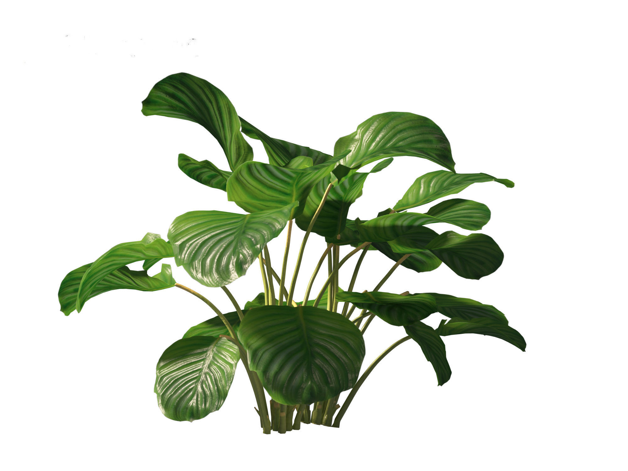 Calathea orbifolia - Prayer plant 01 3D model_5